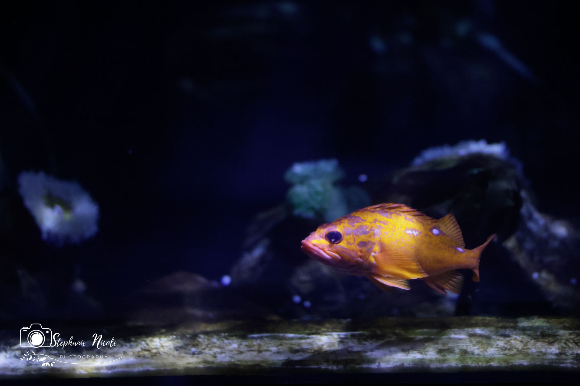 A vibrant orange fish with small white spots swims through a dark aquarium tank with rocky, dimly lit decor.