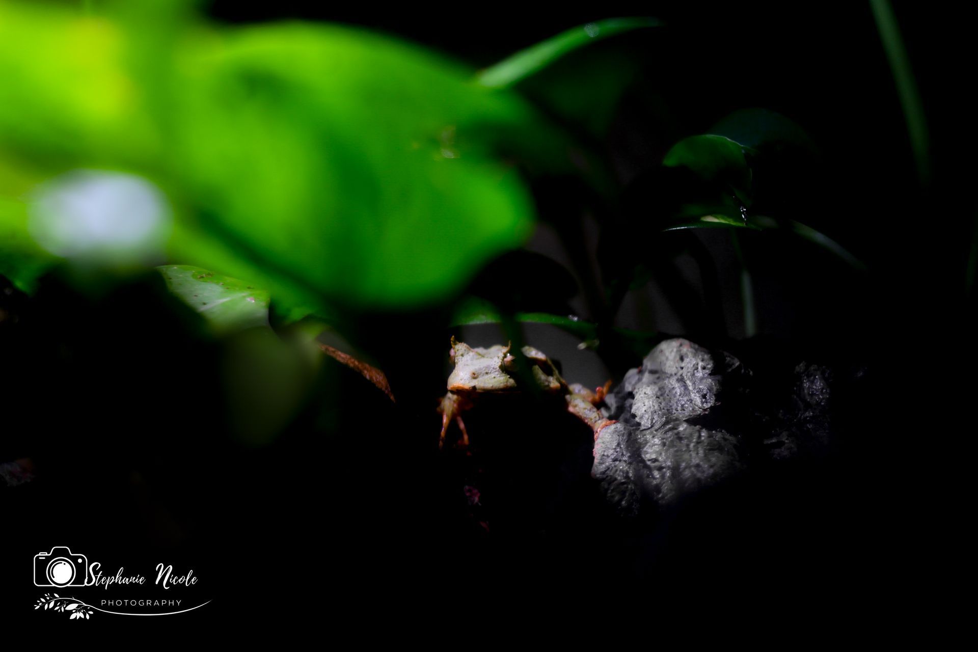 A light-colored frog and a dark, fuzzy spider sit near each other in the shadows among green leaves.
