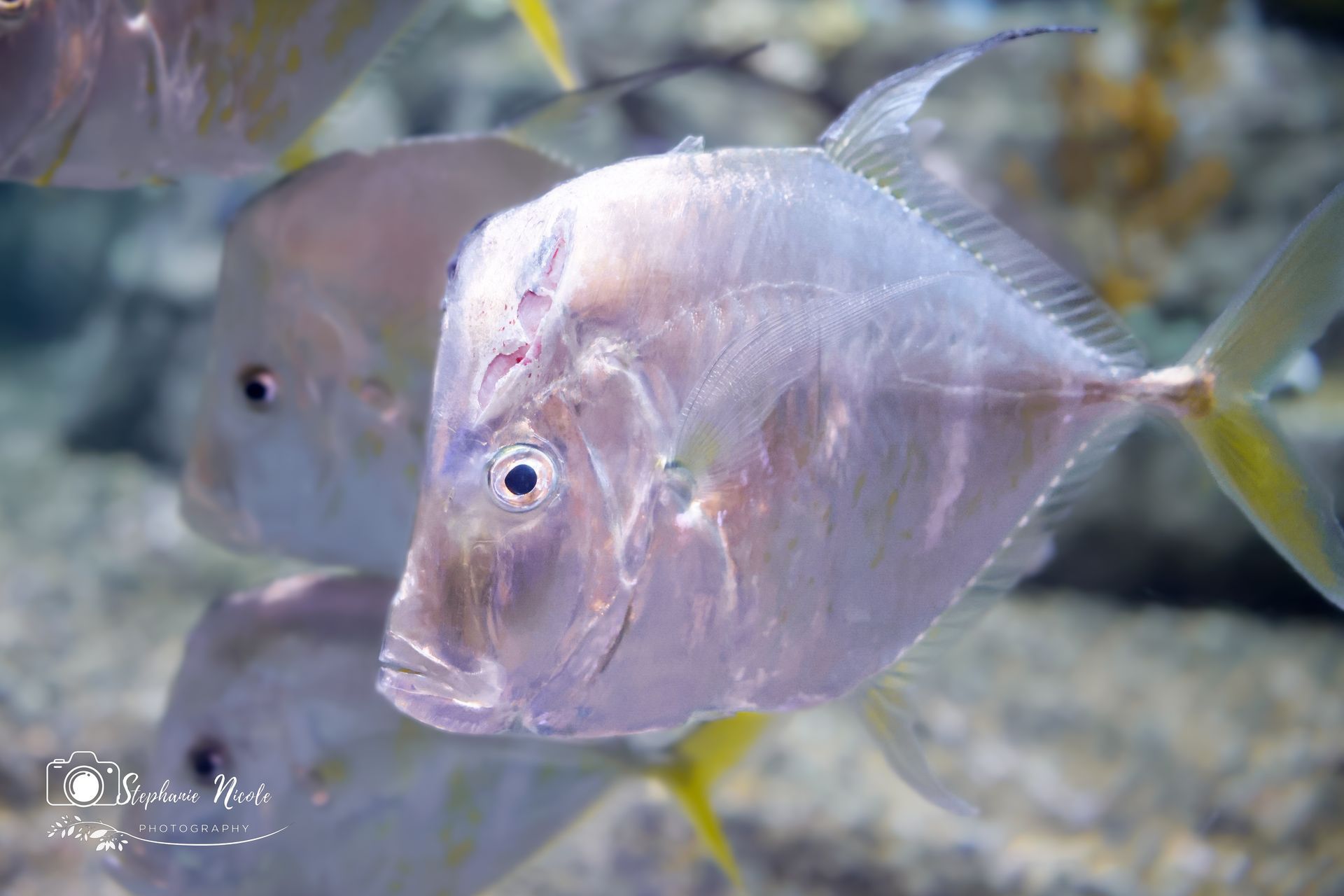 A group of pale, translucent lookdown fish swimming in a clear aquarium.