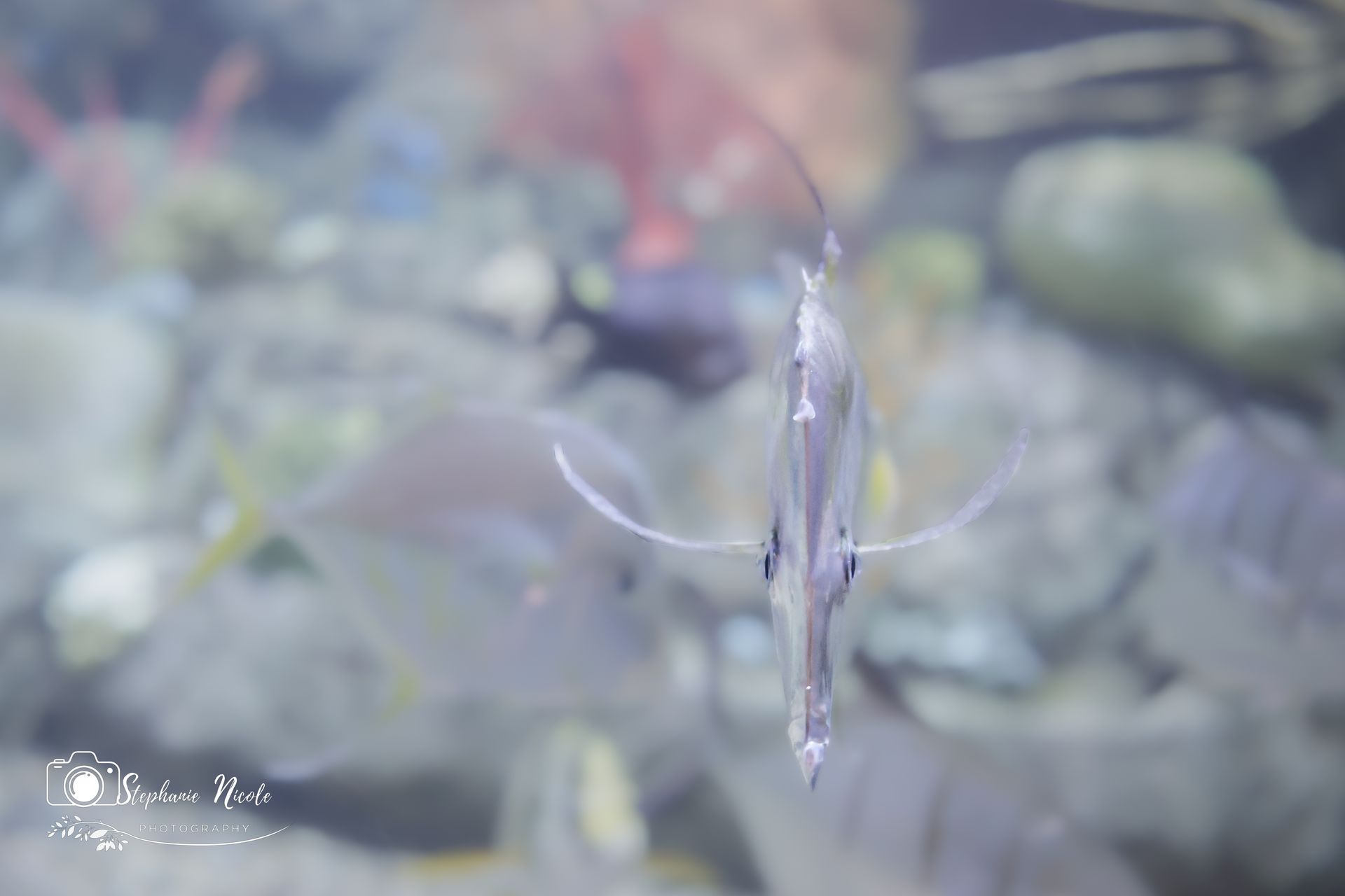 A thin, silver fish swims directly toward the camera in an aquarium, with other blurred fish and coral in the background.