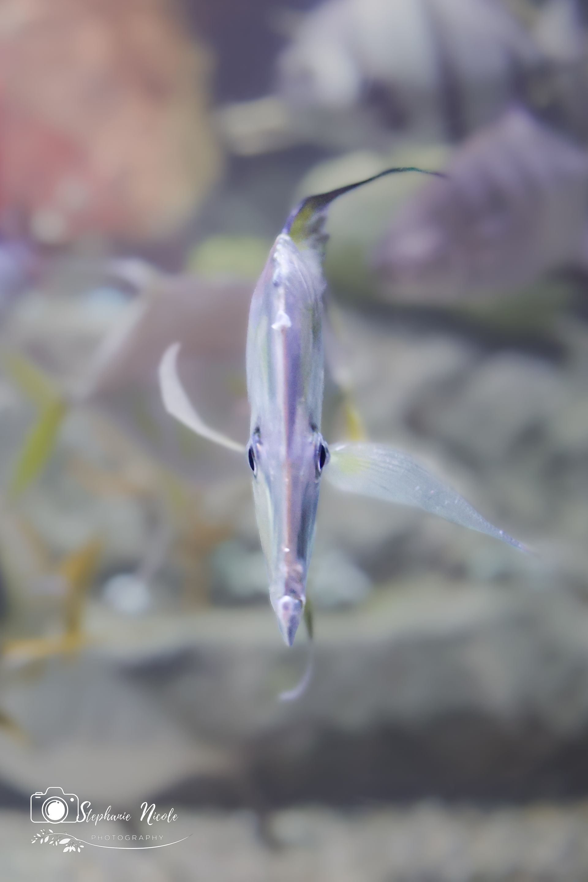 A thin, silver-colored fish viewed head-on while swimming in an aquarium with a blurry, rocky background.