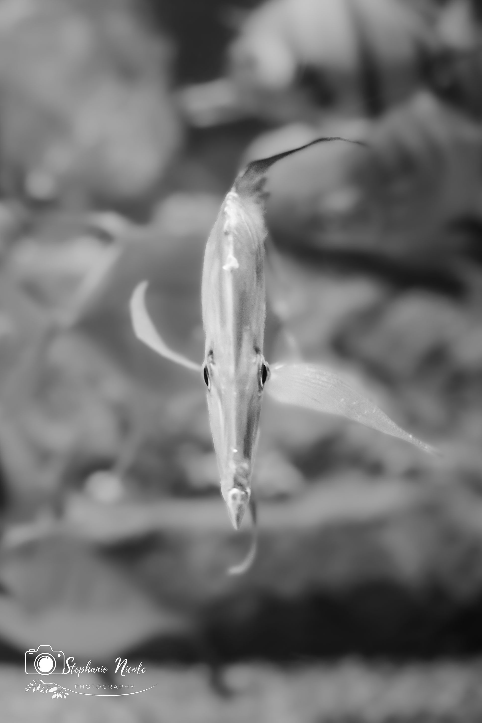 A close-up, black-and-white photo of an angelfish swimming head-on in an aquarium.