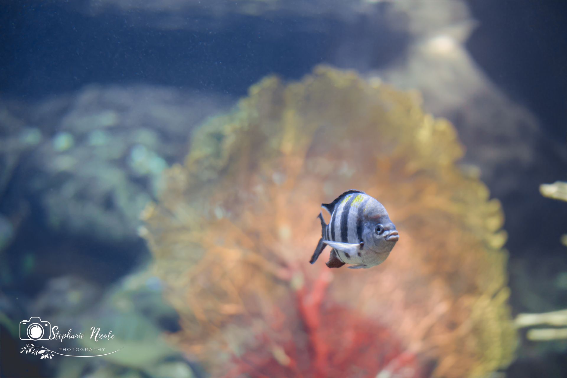 A striped sergeant major fish swims in front of a large, golden-orange sea fan coral in an underwater environment.