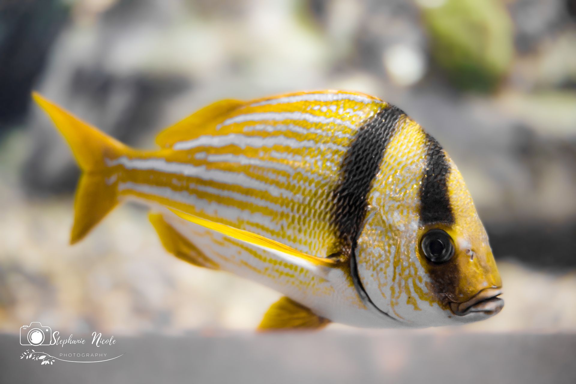 A yellow porkfish with horizontal white stripes and a thick black diagonal band across its head, swimming underwater.