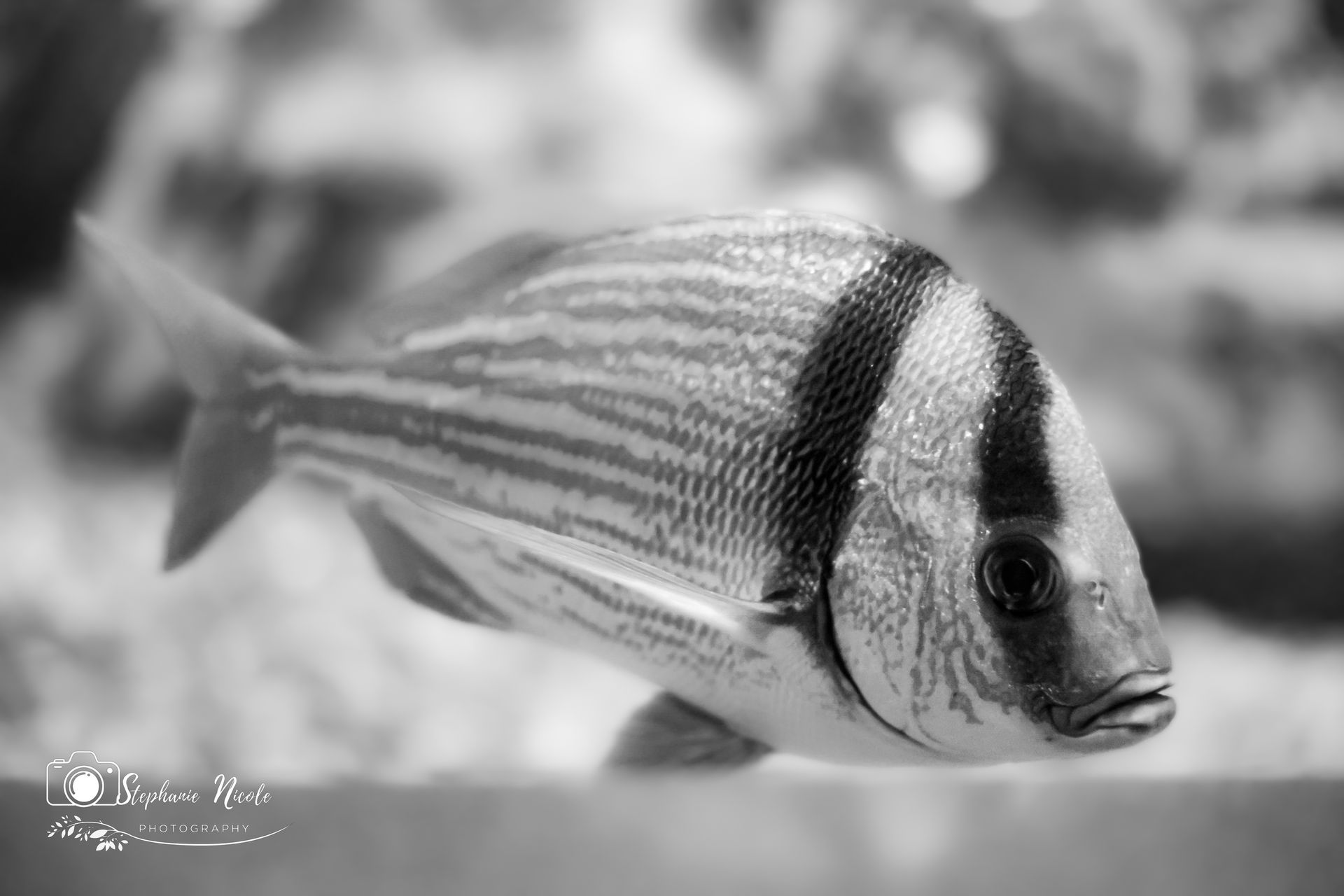 A close-up, black-and-white photo of a fish with a prominent dark vertical stripe behind its eye, swimming in an aquarium.