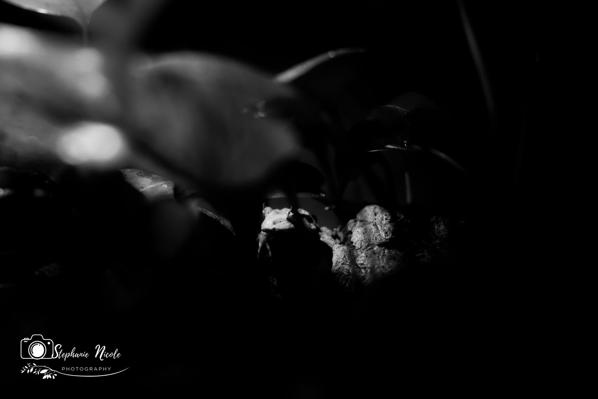 A black-and-white, high-contrast close-up of a small, textured frog sitting in dark, shadowed foliage.