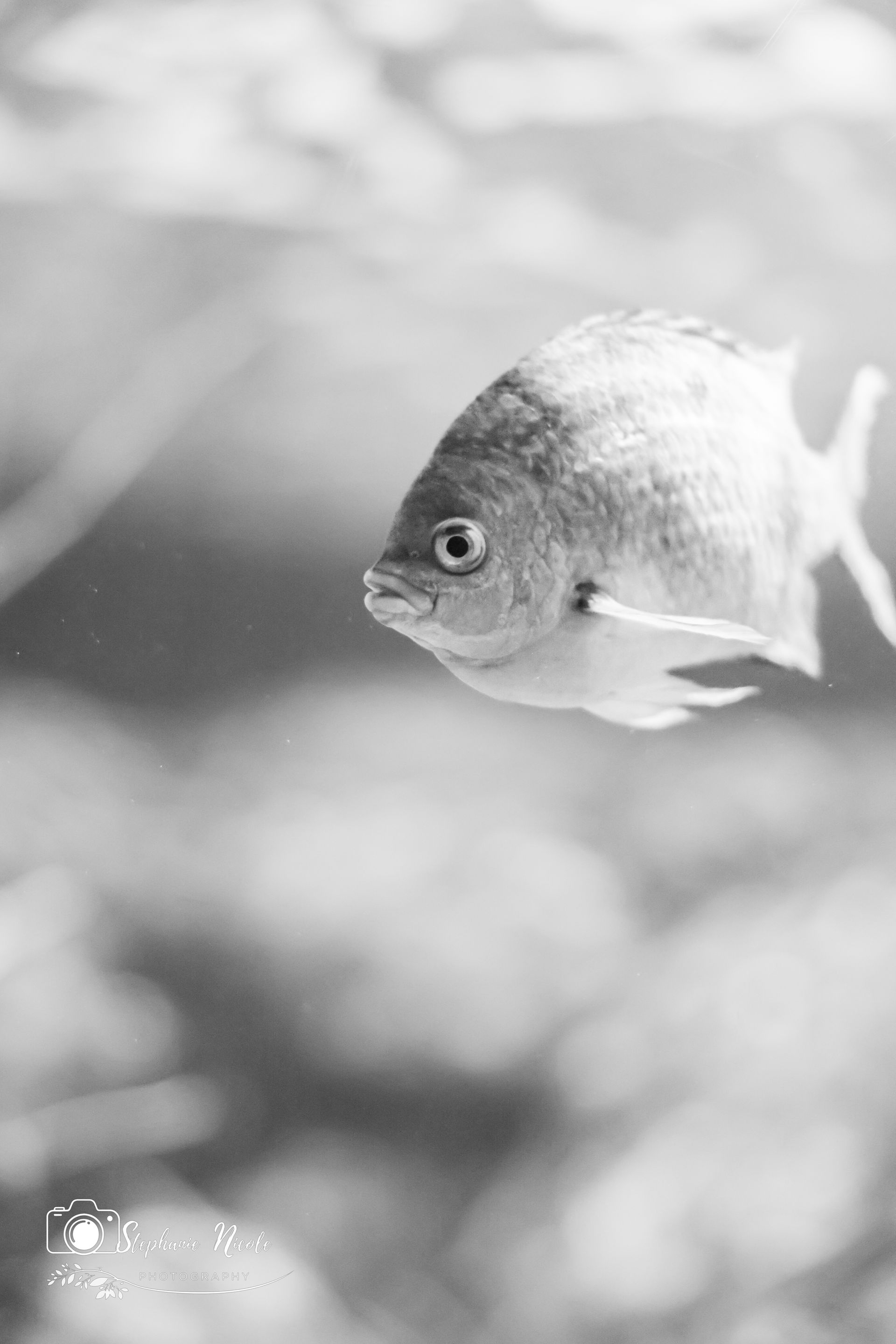 A small fish swims in clear water, captured in a black and white close-up shot.
