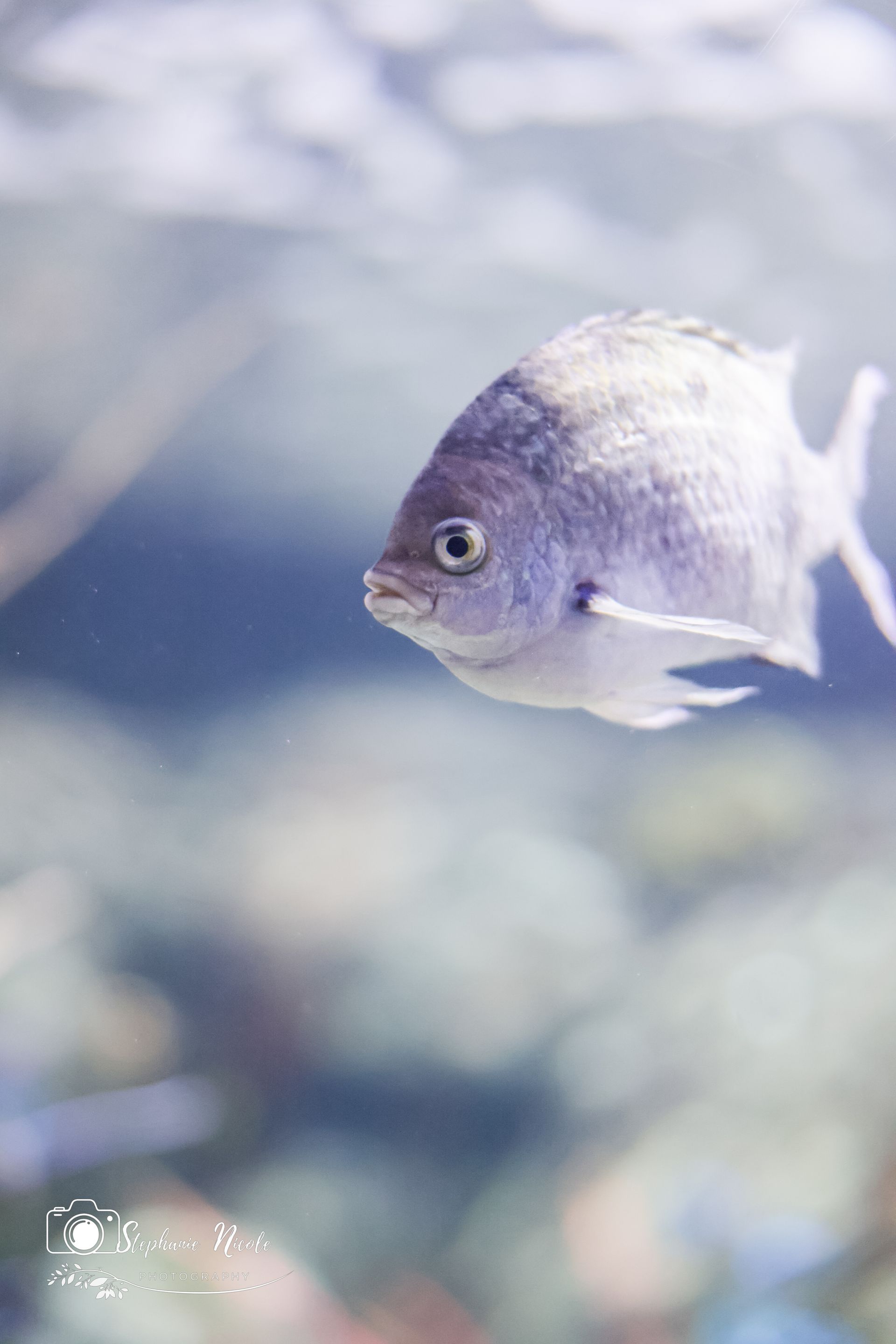 A small, silver-scaled fish with a dark, prominent eye swims centered in a soft-focus blue underwater environment.