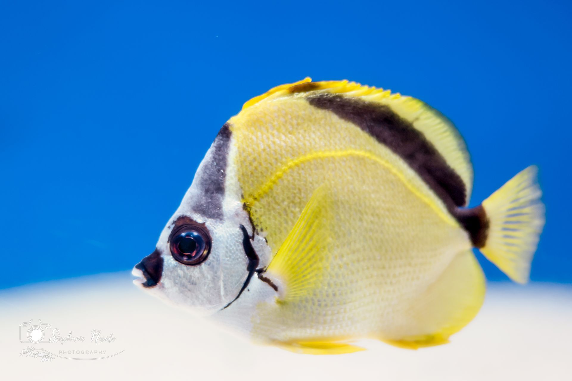 A bright yellow and white butterflyfish with a black mask and diagonal stripe, swimming against a blue background.