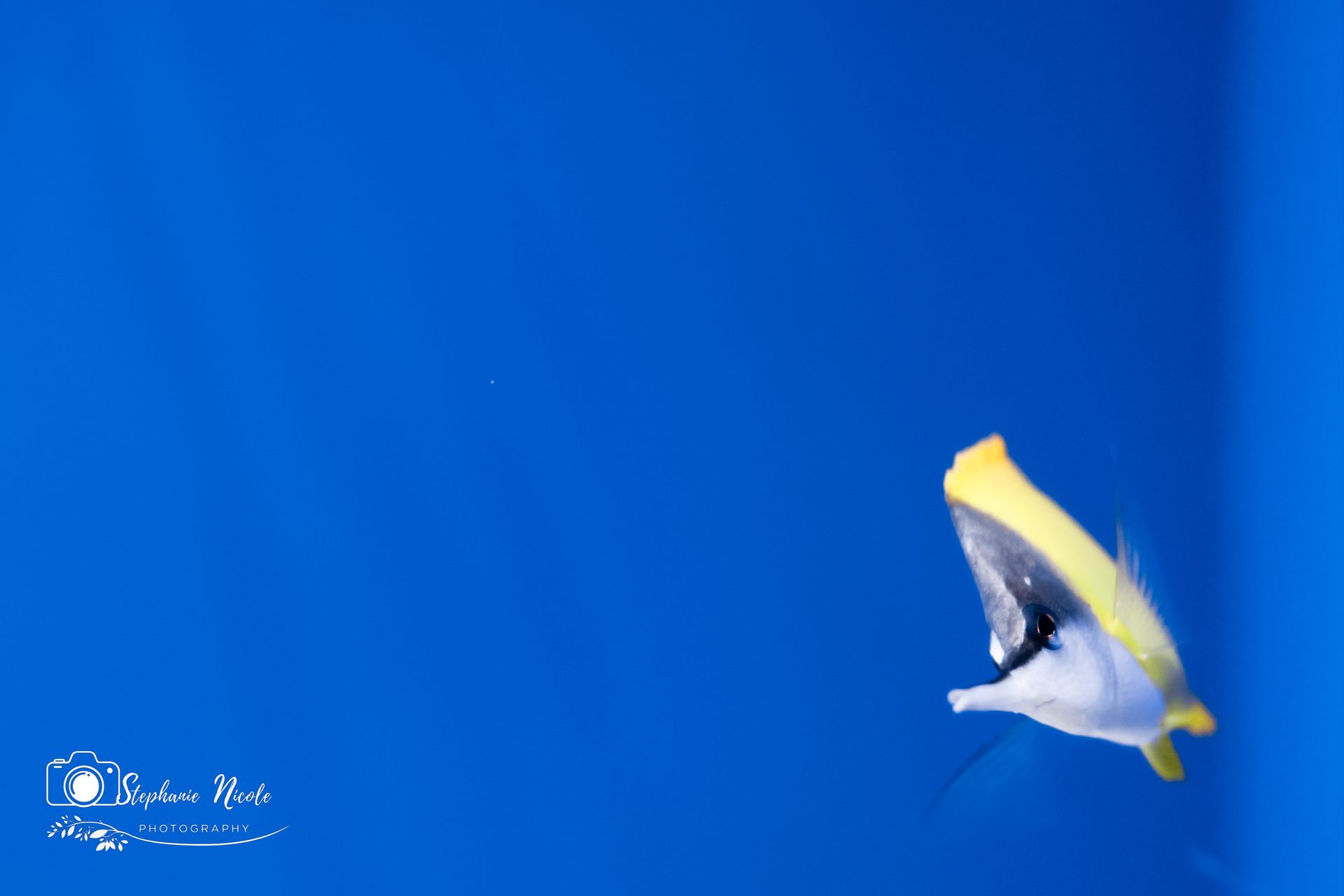 A bright yellow and white butterflyfish swims through deep, clear blue ocean water.