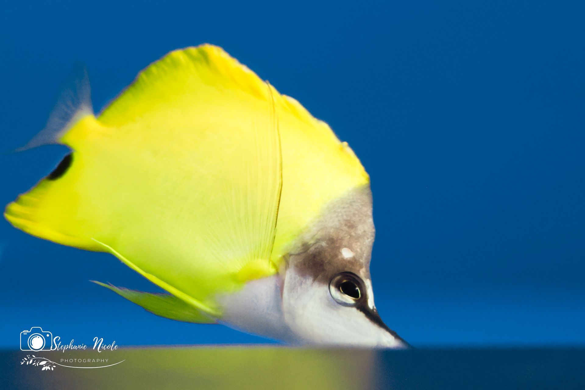 A longnose butterflyfish with a bright yellow body and dark snout swimming against a plain blue background.