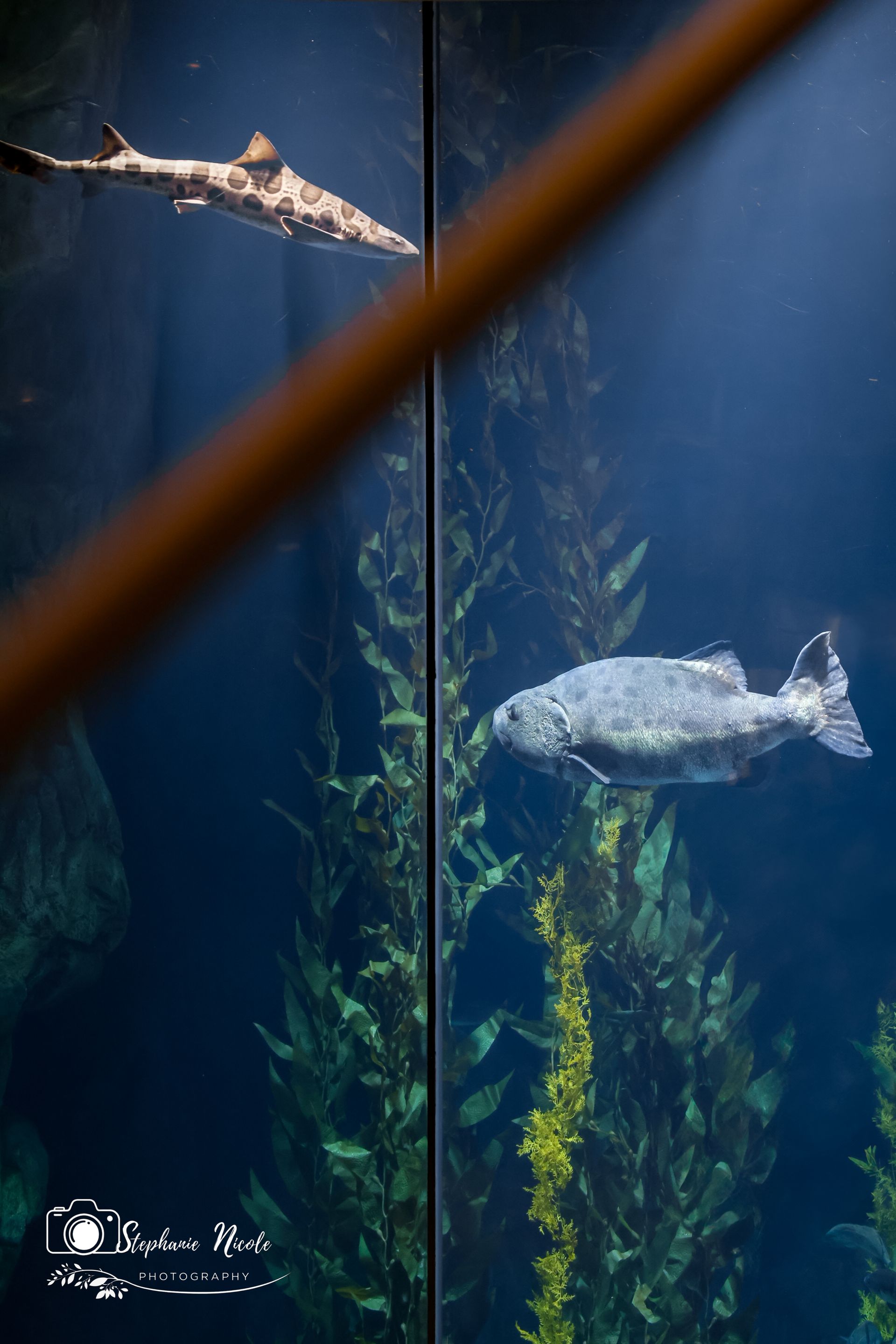 A spotted shark swims above and a large, grey fish swims below among tall kelp plants in an aquarium tank.