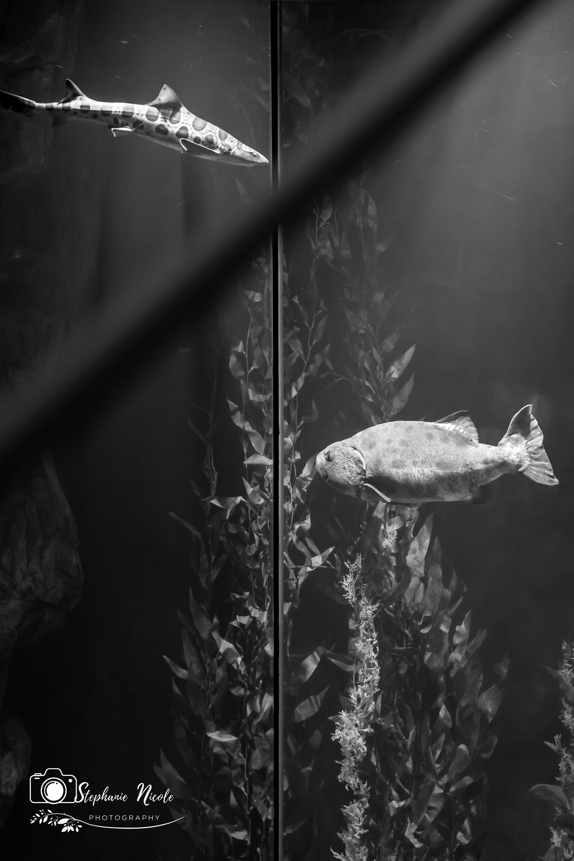 A shark and a fish swim near tall kelp in an aquarium, divided by a vertical glass seam in this black and white shot.