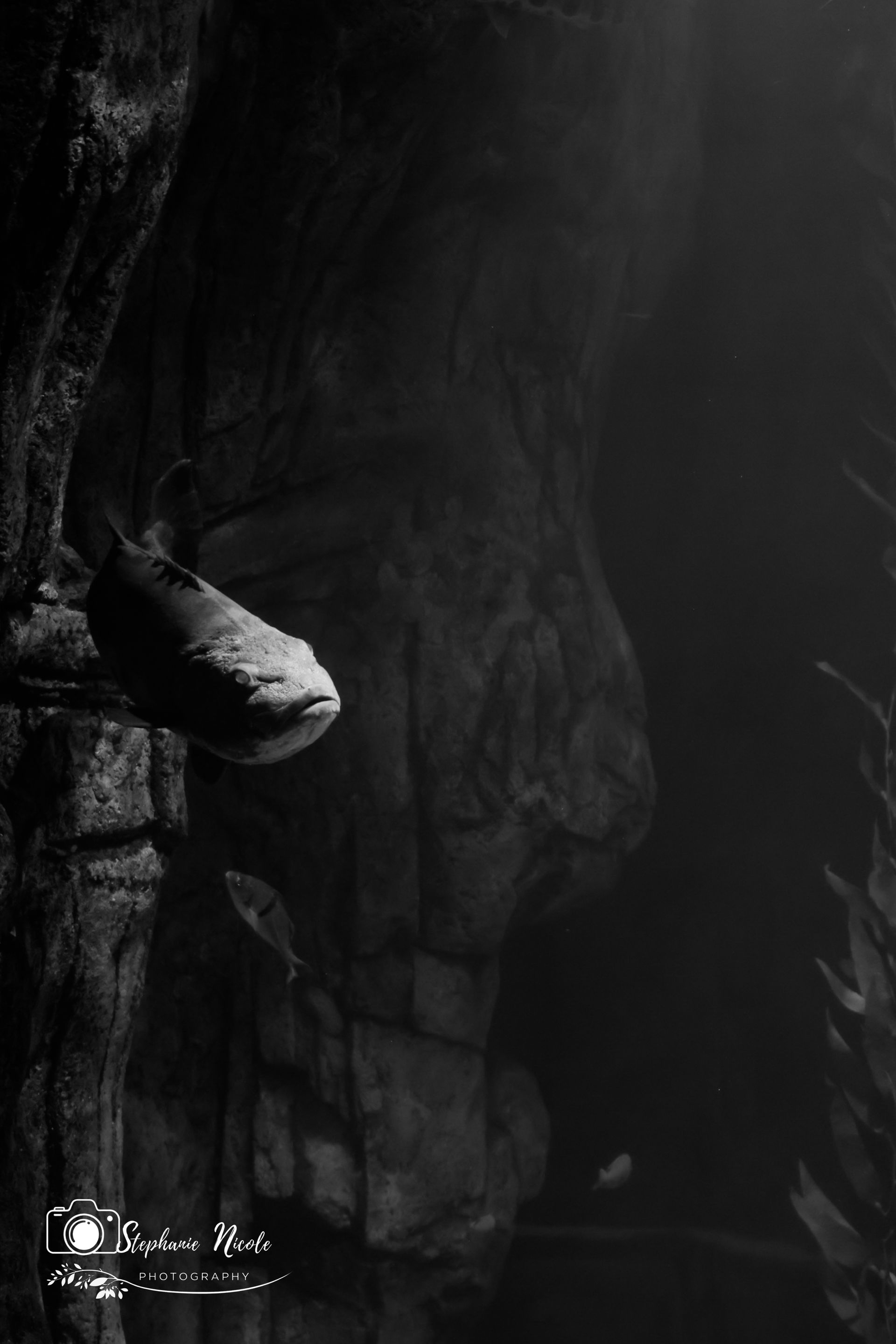 A black-and-white, low-light shot of a fish swimming near textured rock formations in an aquarium.
