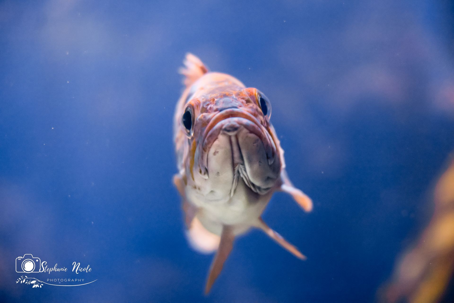 A fish viewed head-on against a blue, aquatic background, its large eyes looking directly at the camera.