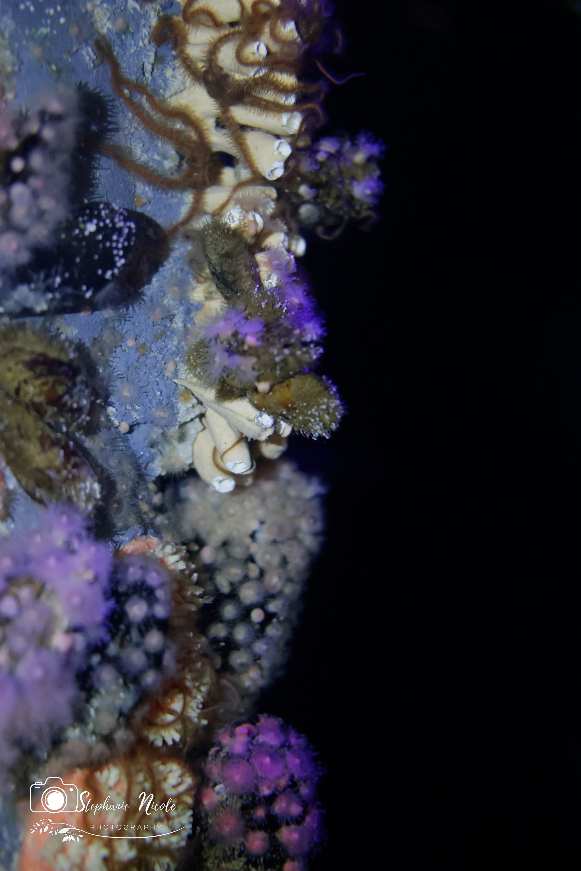 A macro shot showing a variety of colorful, textured marine organisms, including purple polyps and white coral structures.