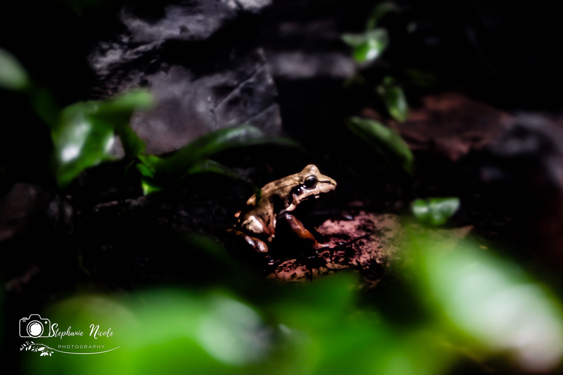 A small, light-brown frog sits in a dark, shaded forest setting, partially framed by out-of-focus green leaves.