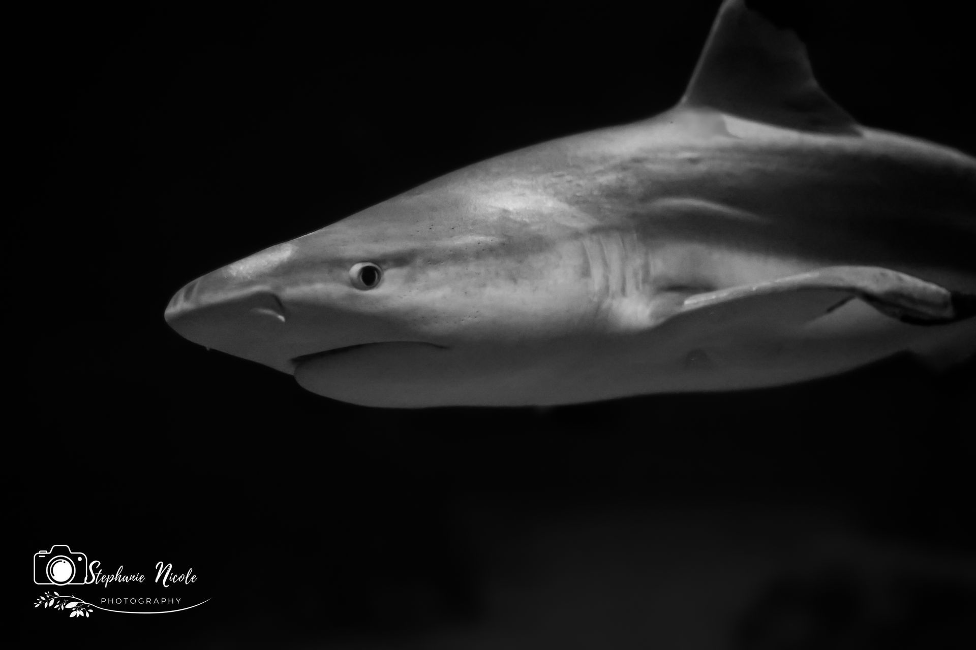 A black-and-white close-up of a shark swimming through dark water, captured in profile.