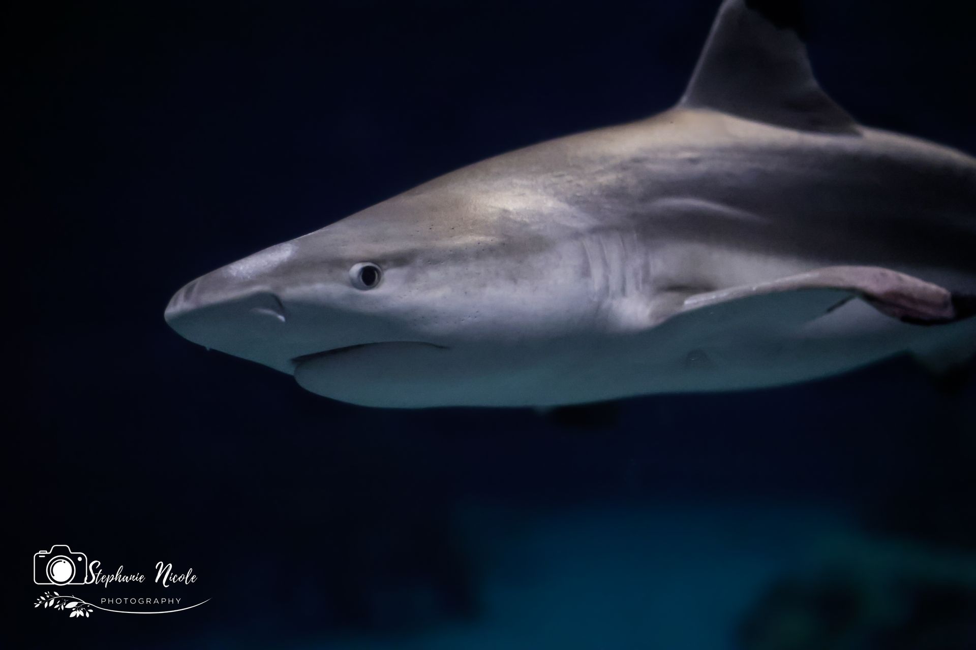 A blacktip reef shark swims through dark water, showing its sleek, gray body and distinctive black-tipped dorsal fin.