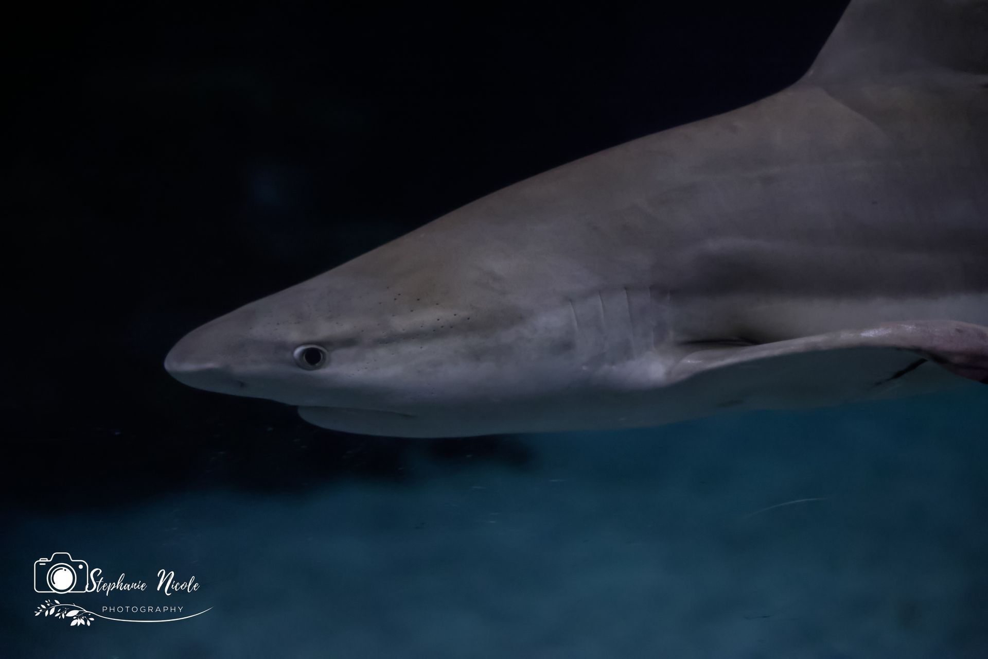 A shark swims through dark water, shown in a close-up profile view.