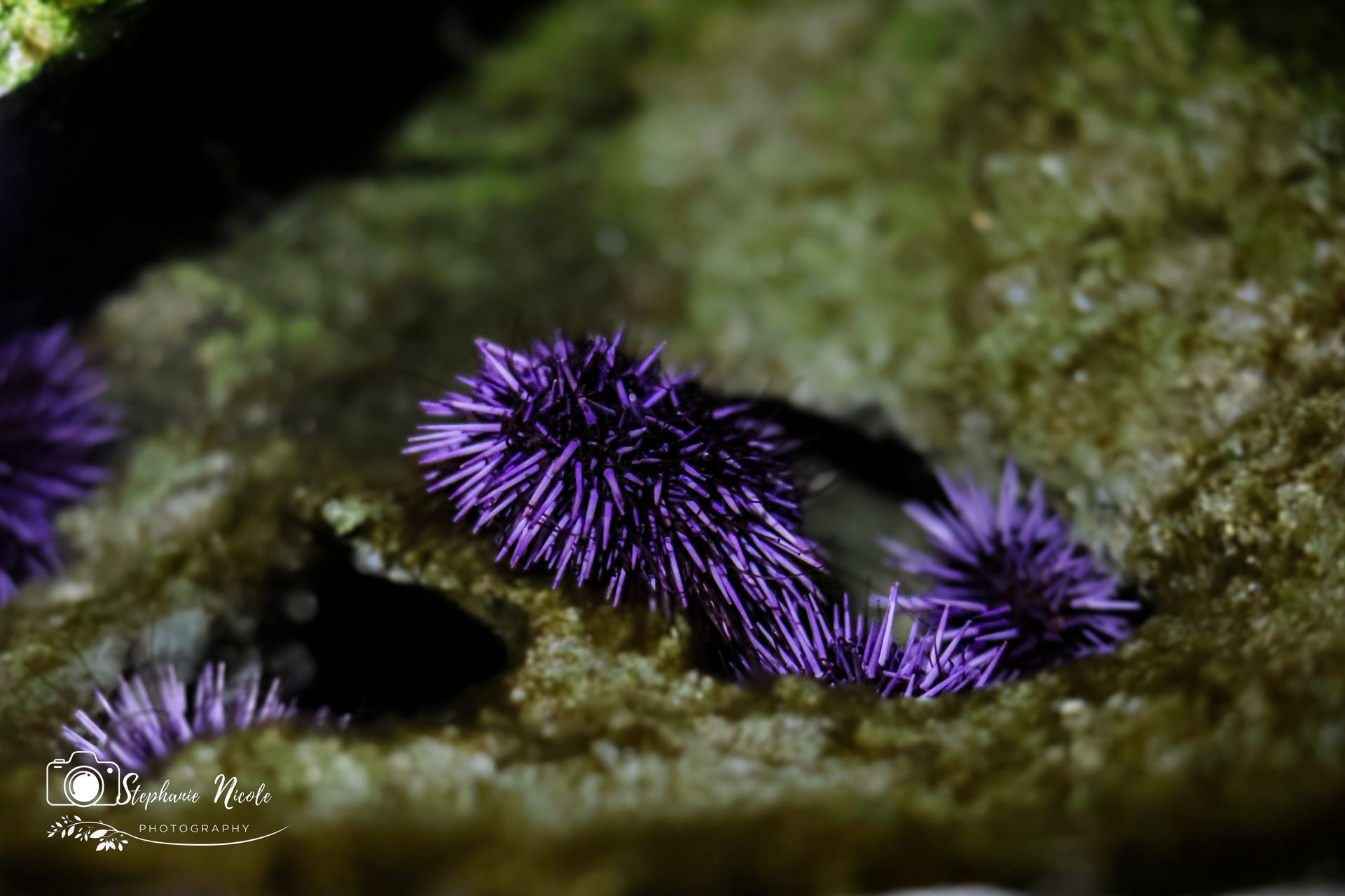Several vibrant purple sea urchins cling to the surface of a textured, light-colored rock underwater.