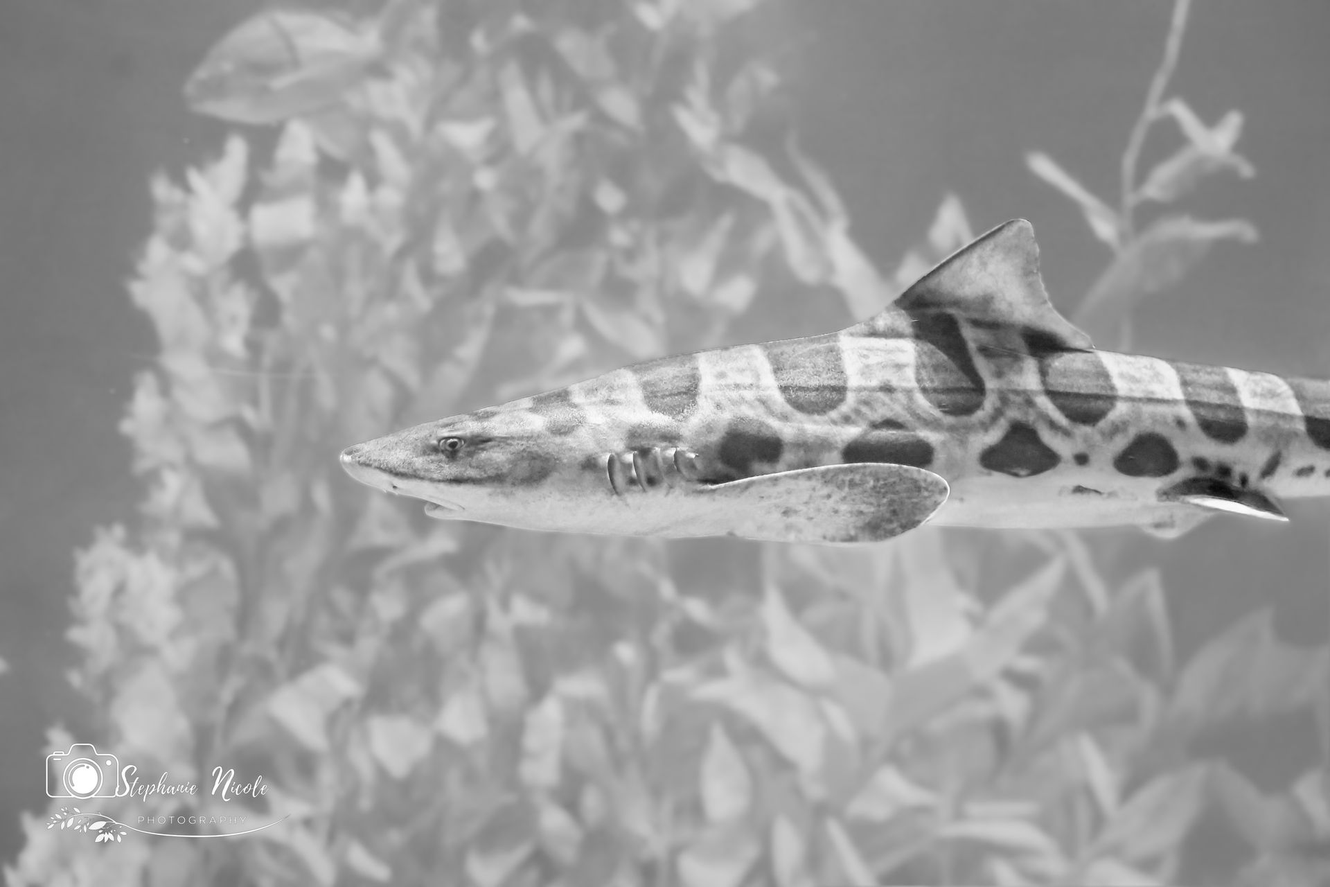 A chain catshark with a distinct spotted and striped pattern swimming in front of seaweed in an aquarium.