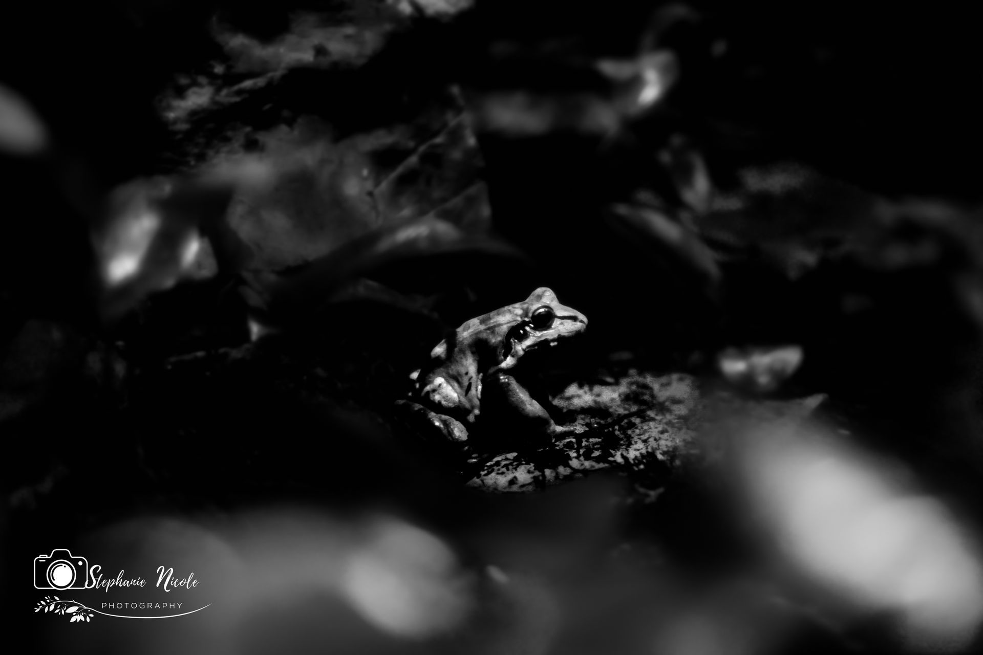 A small frog sits amidst dark, textured foliage in this high-contrast black and white photograph.