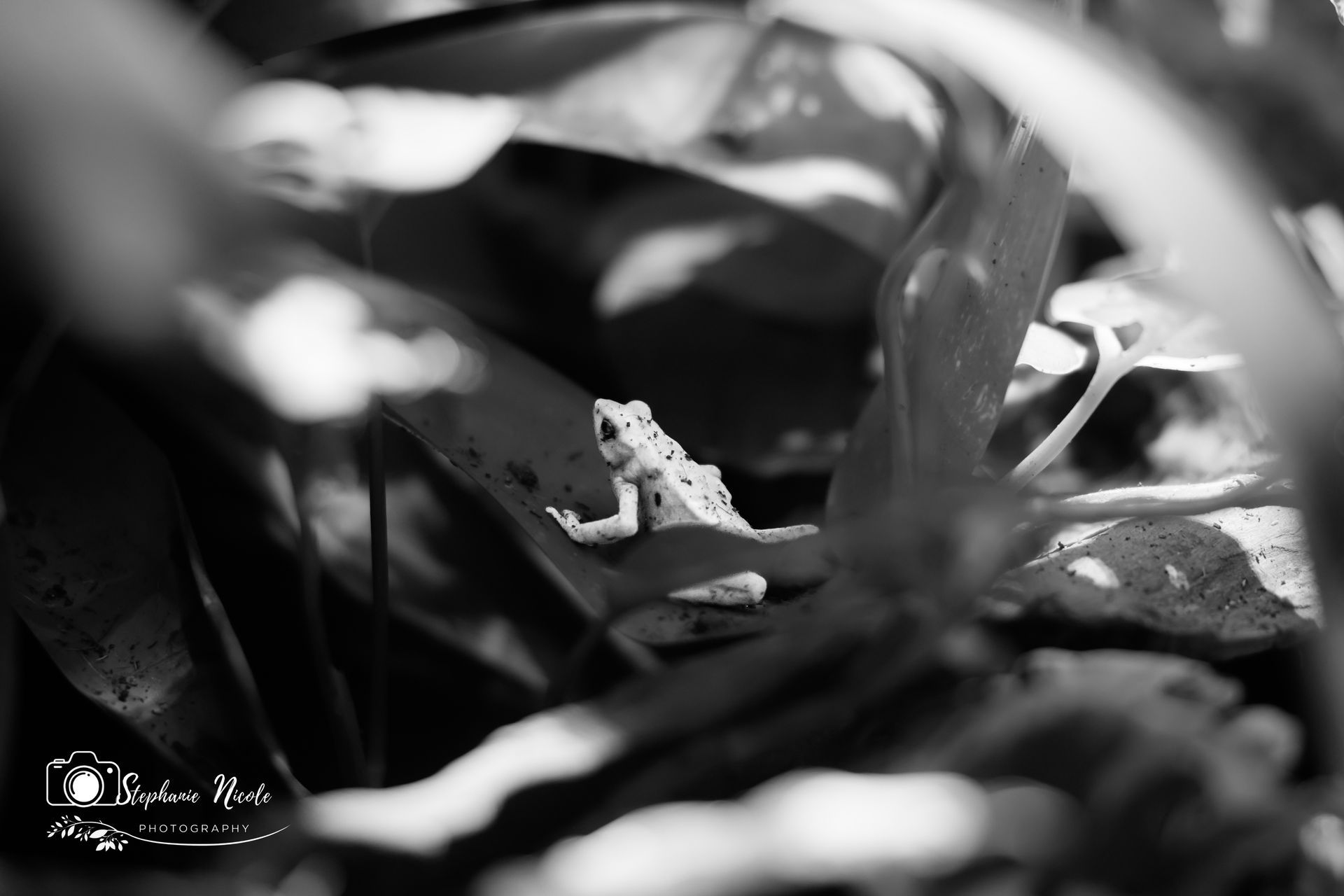 A black-and-white close-up of a small frog perched on a leaf amidst lush vegetation.