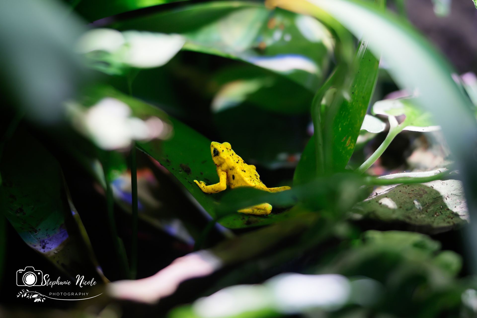 A bright yellow poison dart frog with small black spots sits on a green leaf surrounded by lush foliage.