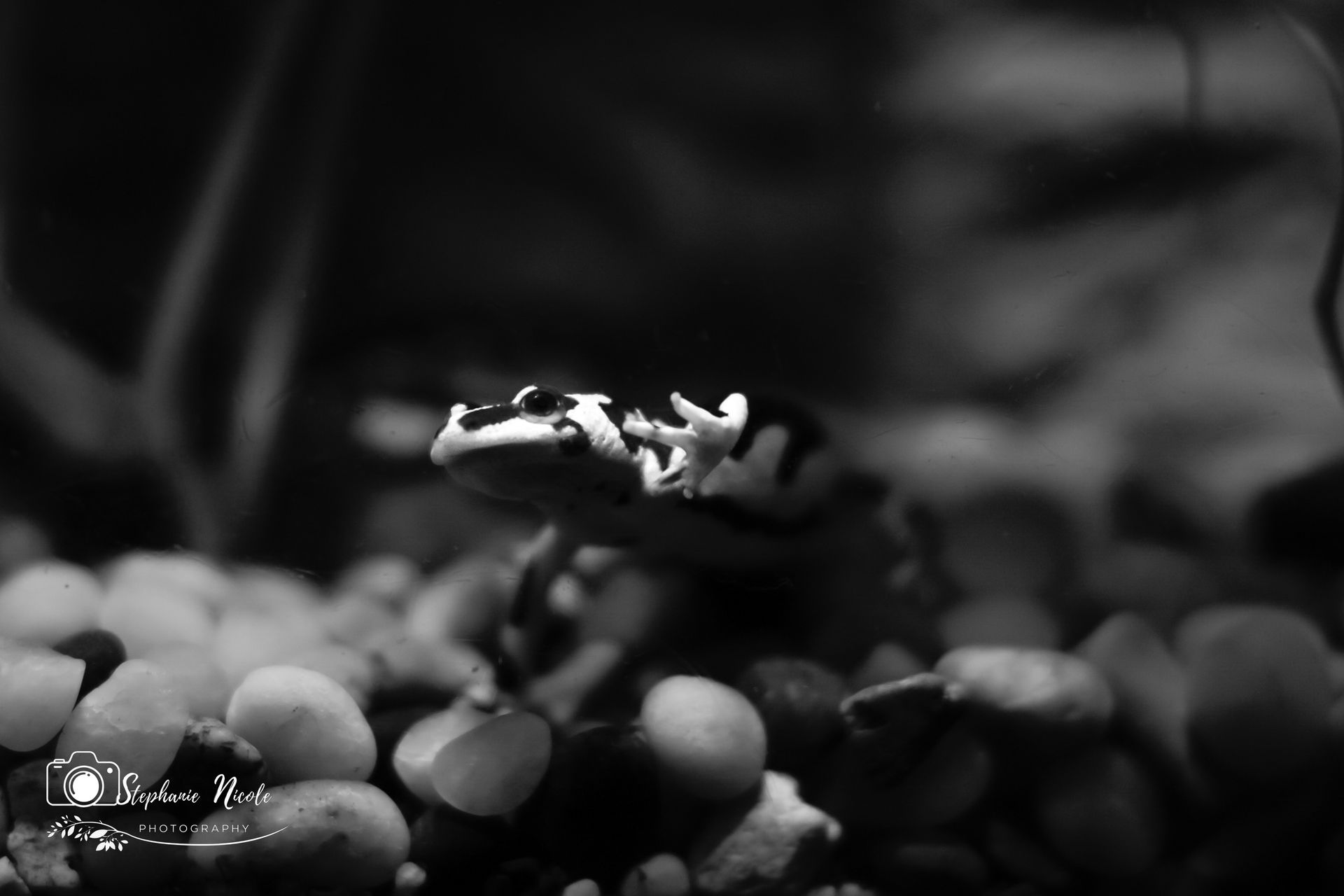 A black-and-white photo of a small frog with its front leg raised, resting on a bed of pebbles.