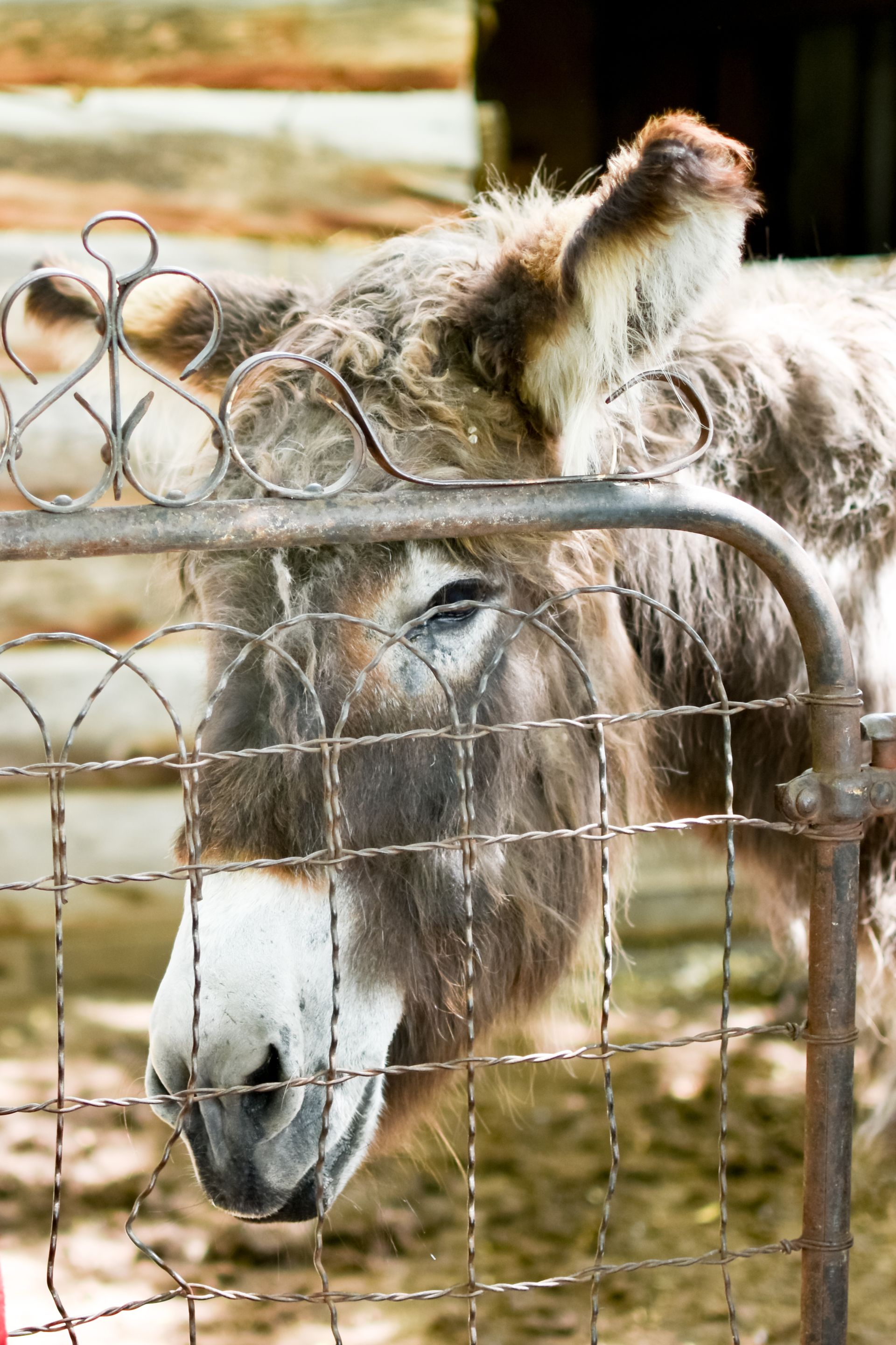 A donkey with shaggy brown fur and a white muzzle peers through a wire gate in front of a log structure.