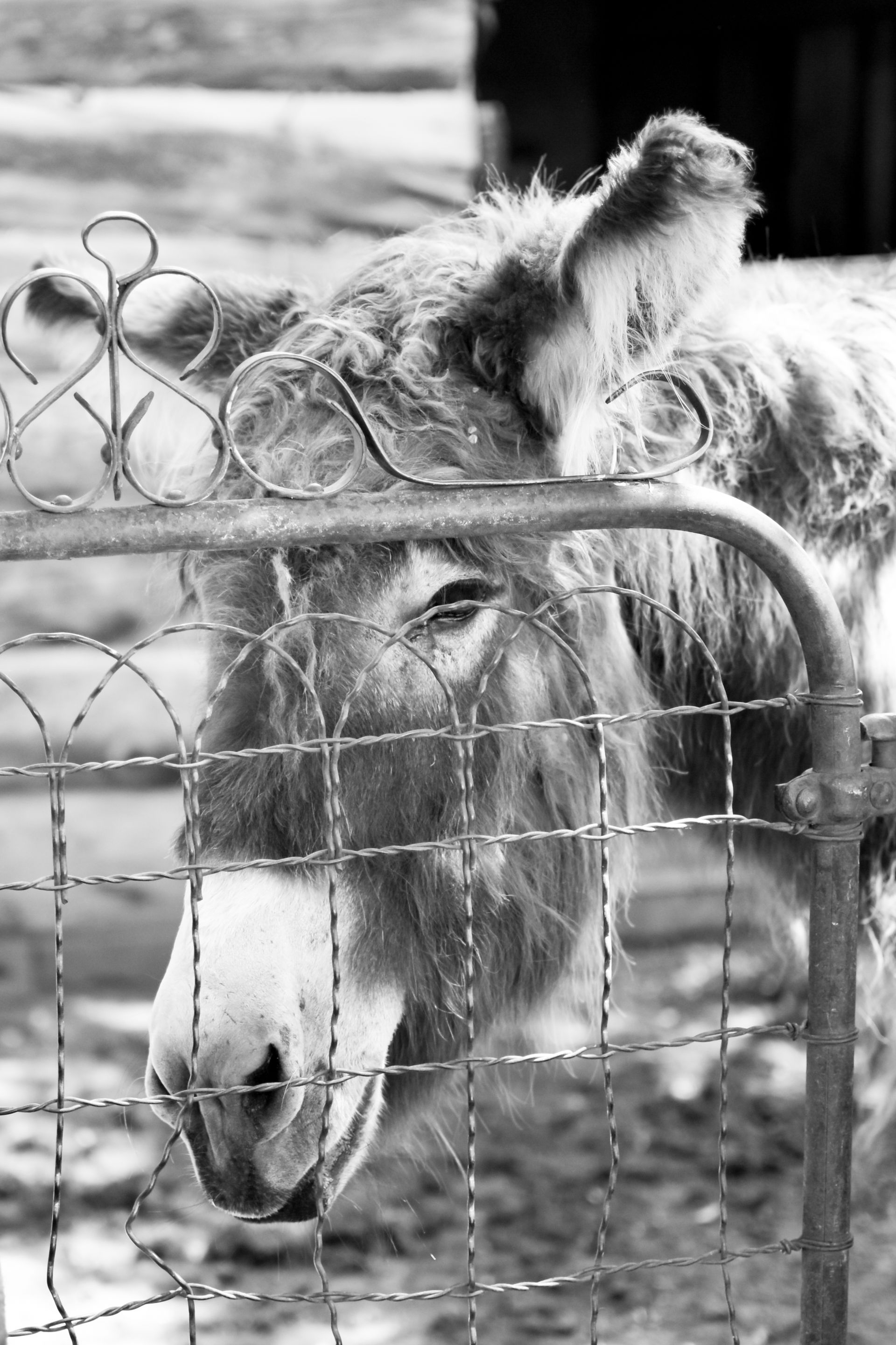 A close-up, black and white photo of a donkey peering through the metal bars of a wire fence.