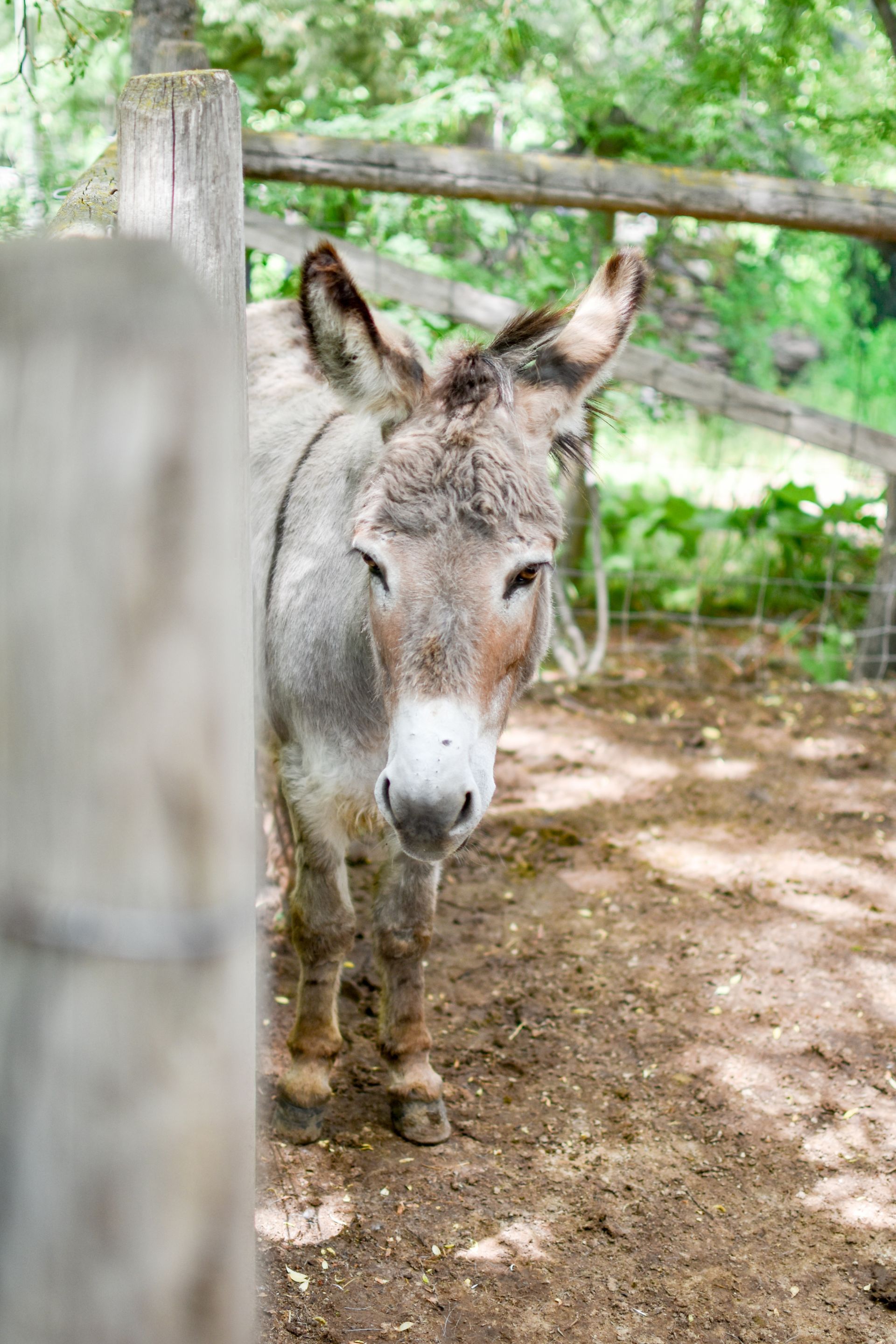 A grey donkey standing in a fenced, dirt enclosure, looking towards the camera.
