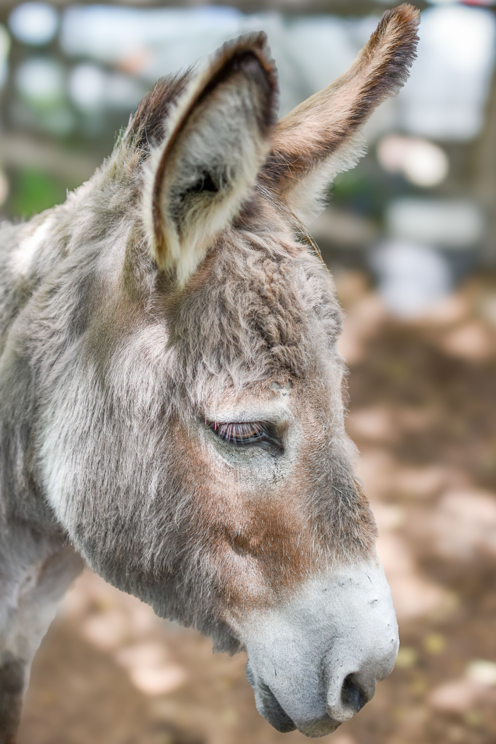 A side profile of a grey donkey with long ears, looking downward in an outdoor setting.