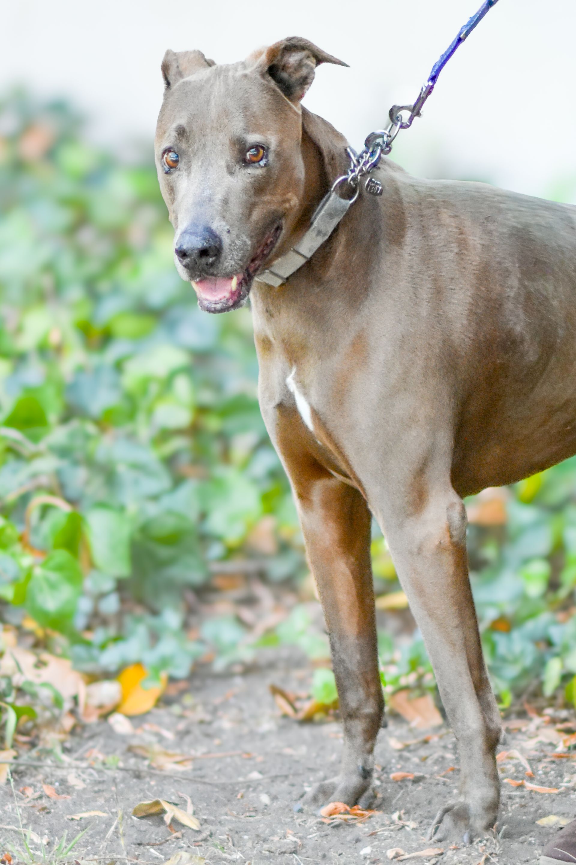 A brown dog with folded ears on a leash stands outdoors among low green plants.