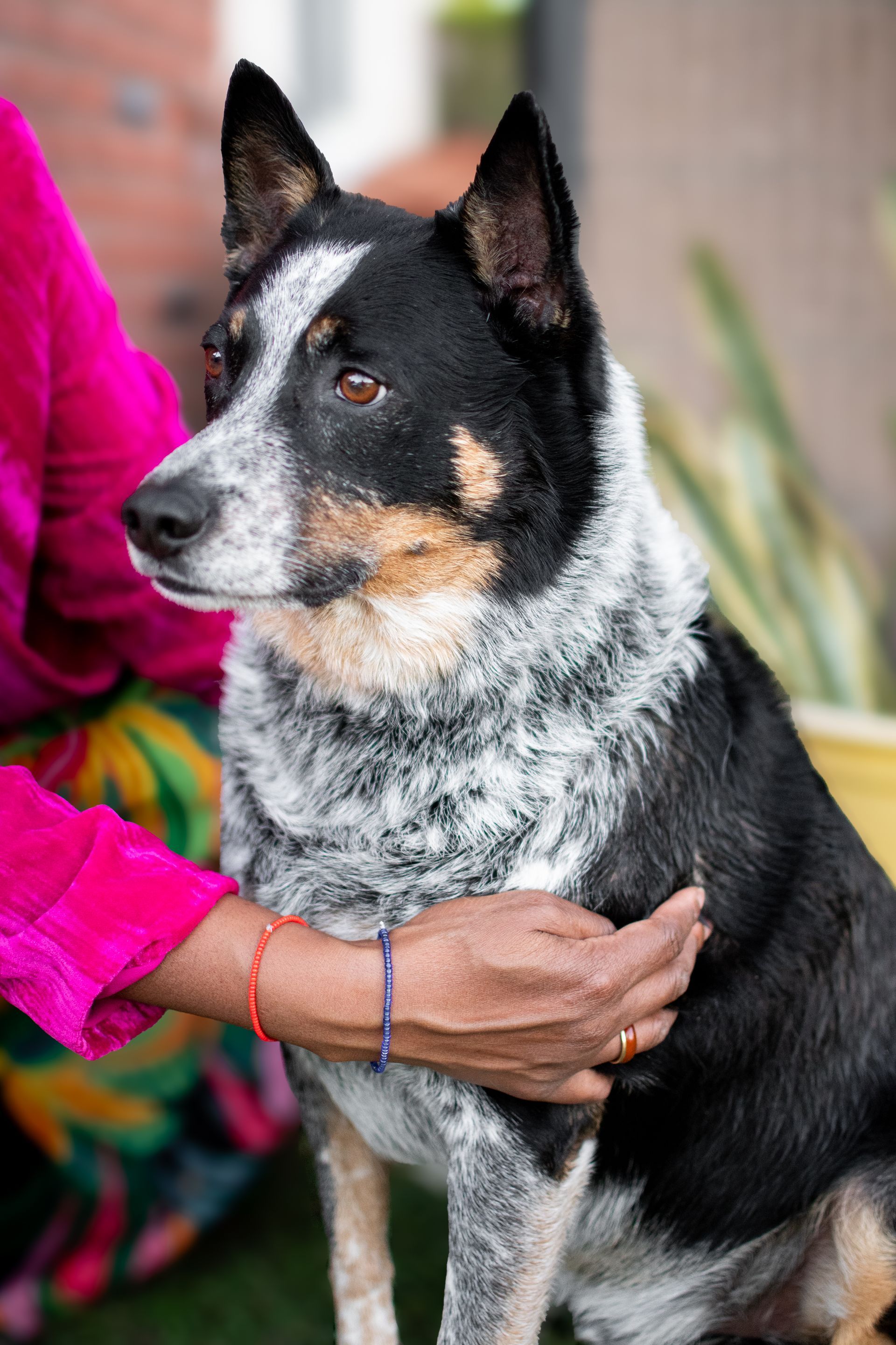 A person wearing a bright pink sleeve gently pets a black and white speckled Australian Cattle Dog sitting outdoors.