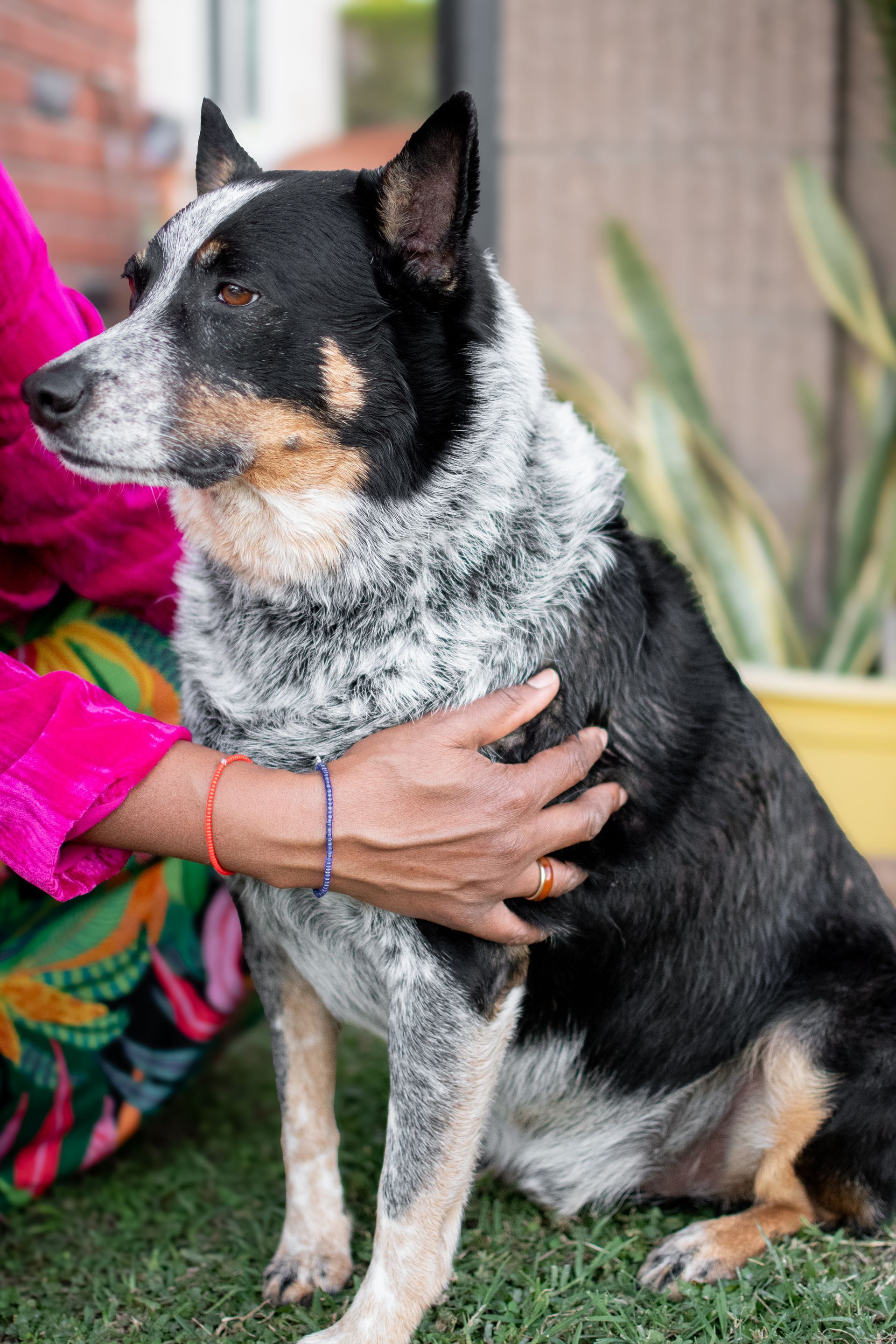 A person in a bright pink sleeve pets a speckled black and white dog sitting on green grass.
