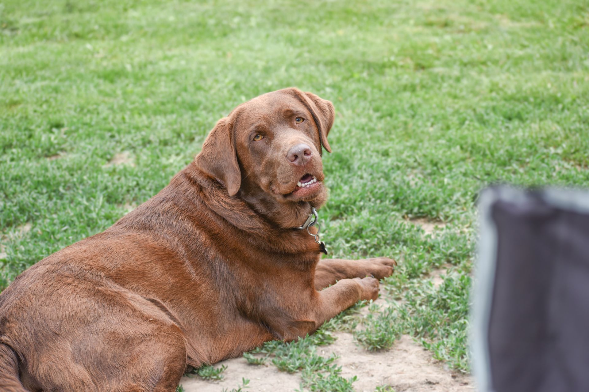 A brown Labrador retriever with a collar lying on a grassy field and looking toward the right.