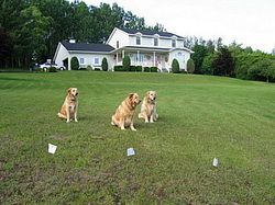 Three dogs are sitting in a grassy field in front of a house.