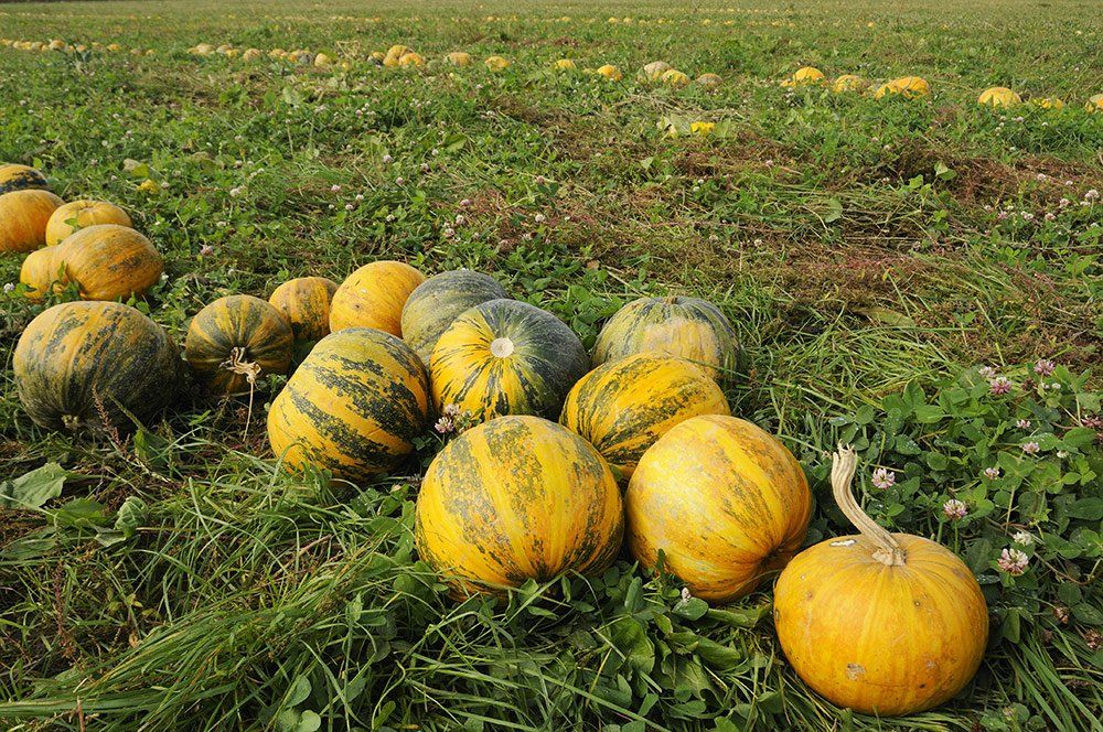 kürbisfeld