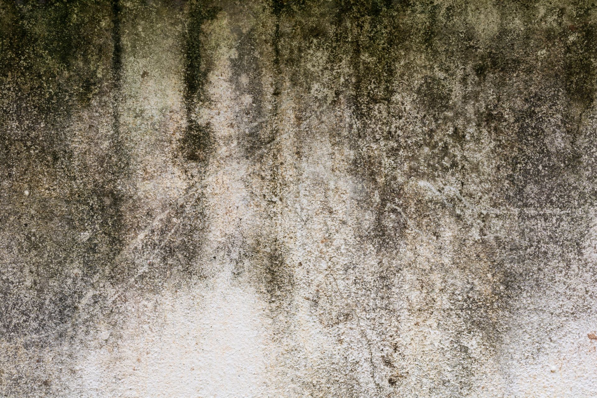 A close up of a concrete wall with a lot of mold on it.