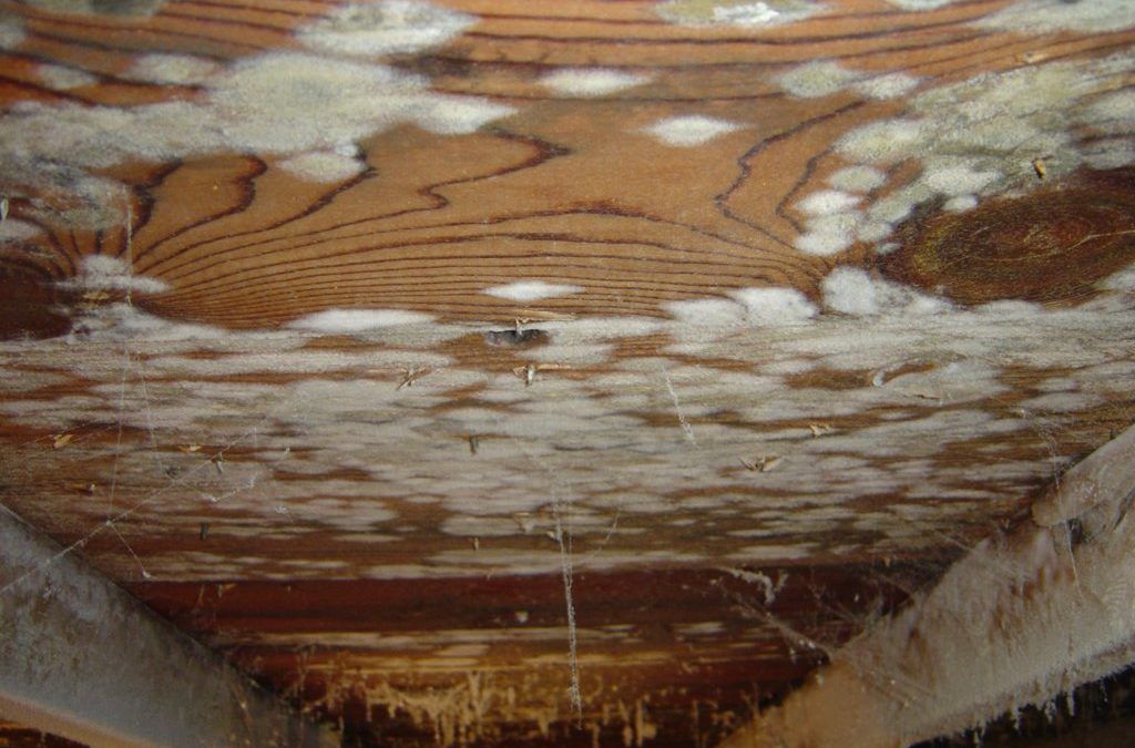 A close up of a wooden ceiling with white mold growing on it.