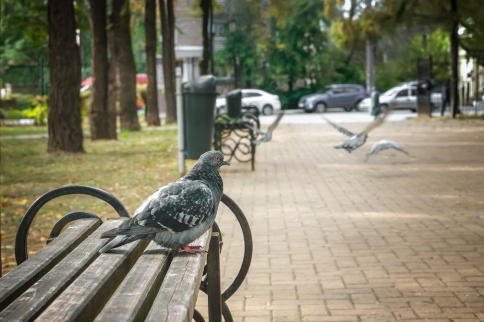 Bonifica del guano a Bologna di piccione