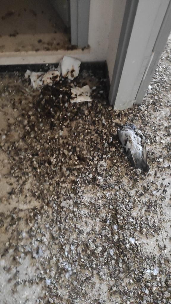 Bonifica del guano a Bologna