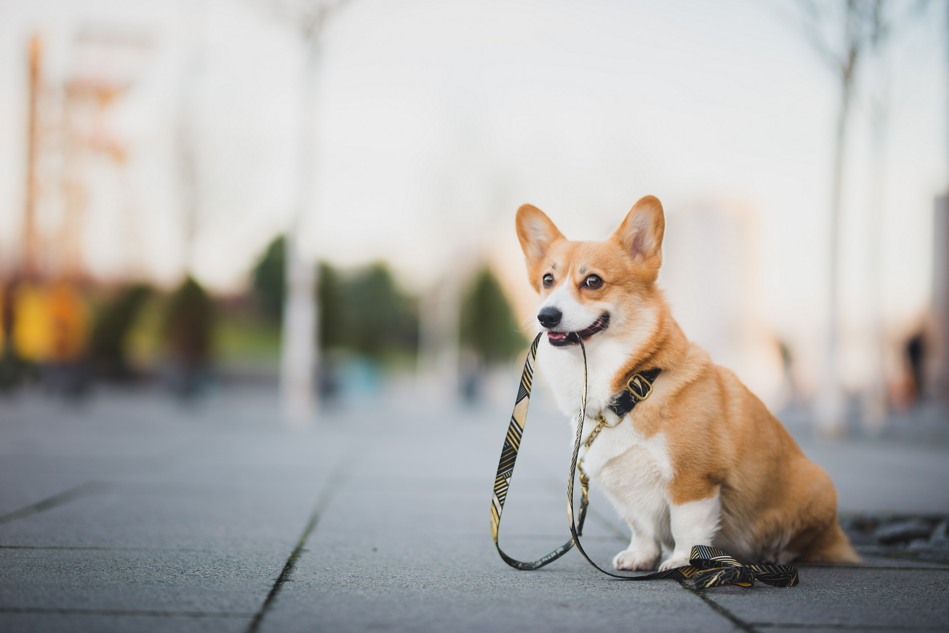 Corgi puppy sitting on a leash on a city sidewalk, with a blurred urban background.
