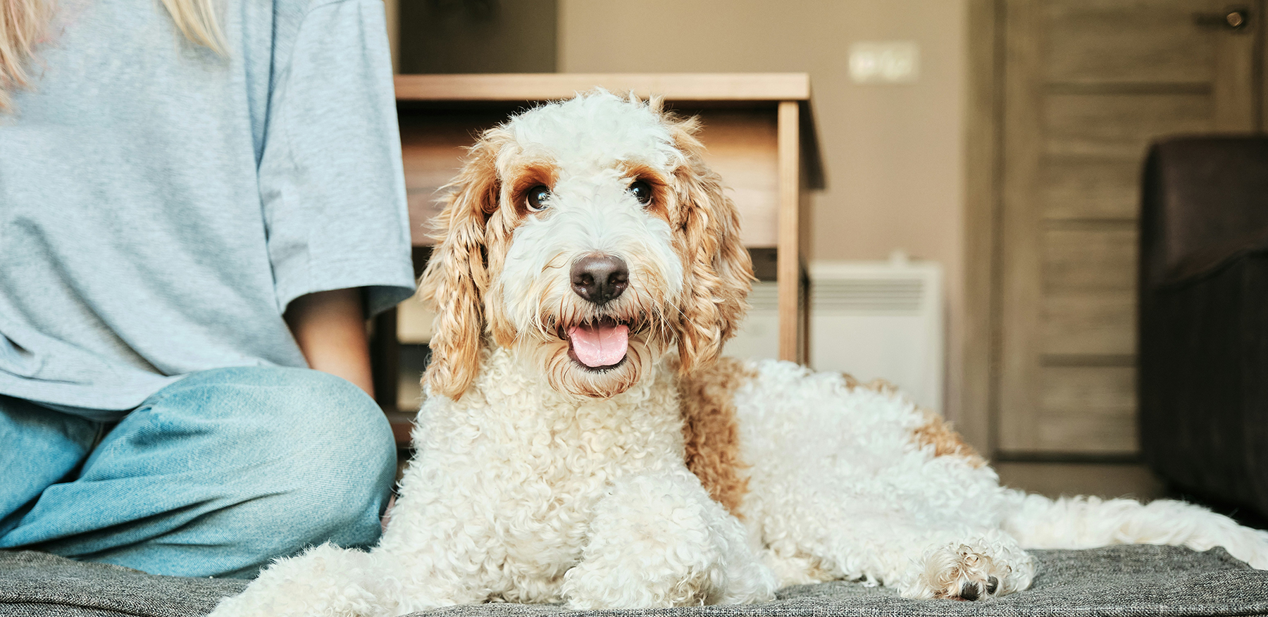 Curly-haired white-and-tan dog lying on a rug beside a seated person in a living room