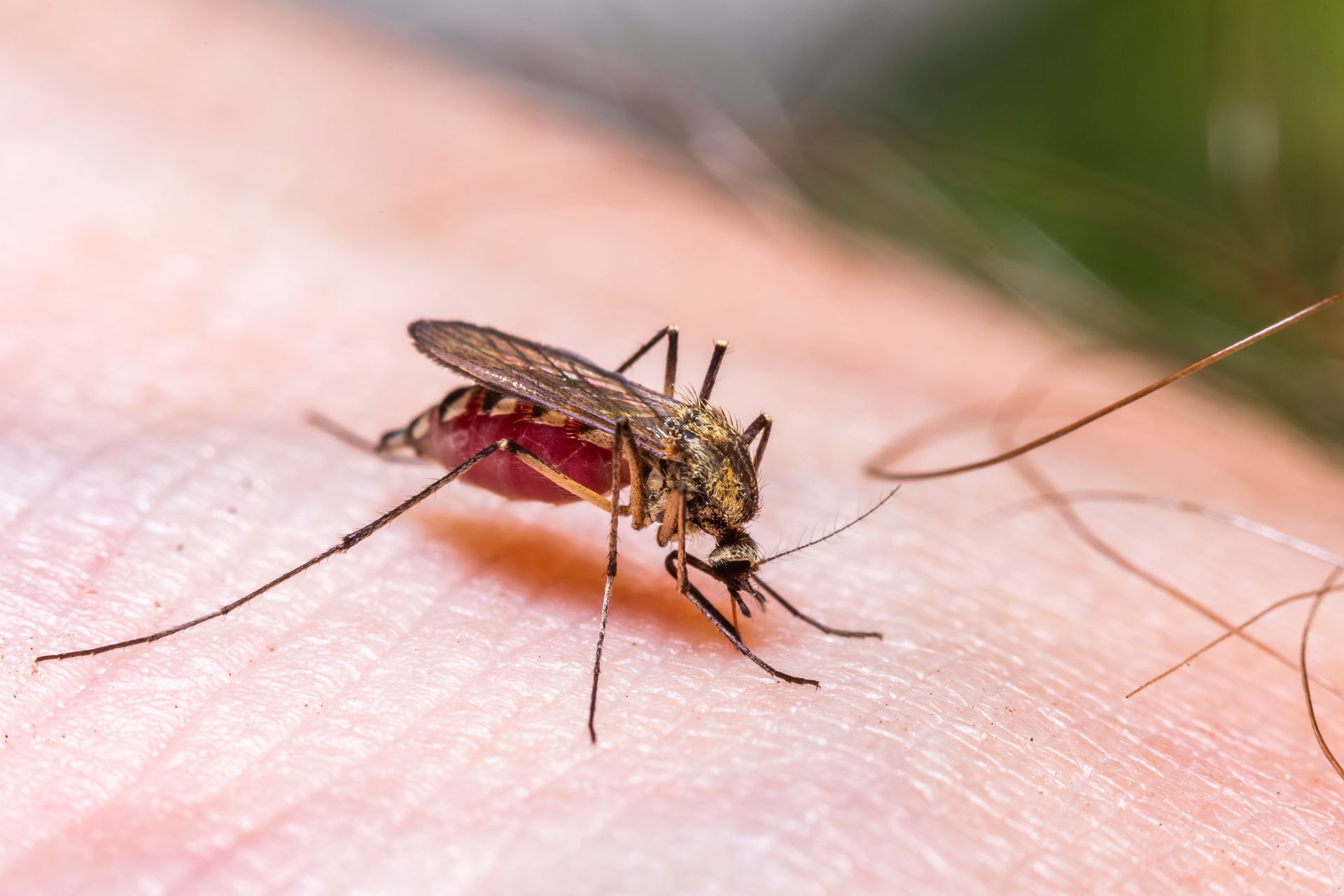 Mosquito Pest Control - Danville, VA - Affordable Pest Control