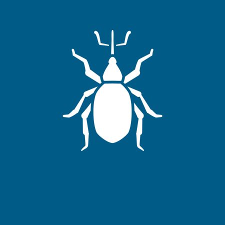 Beetles - Danville, VA - Affordable Pest Control