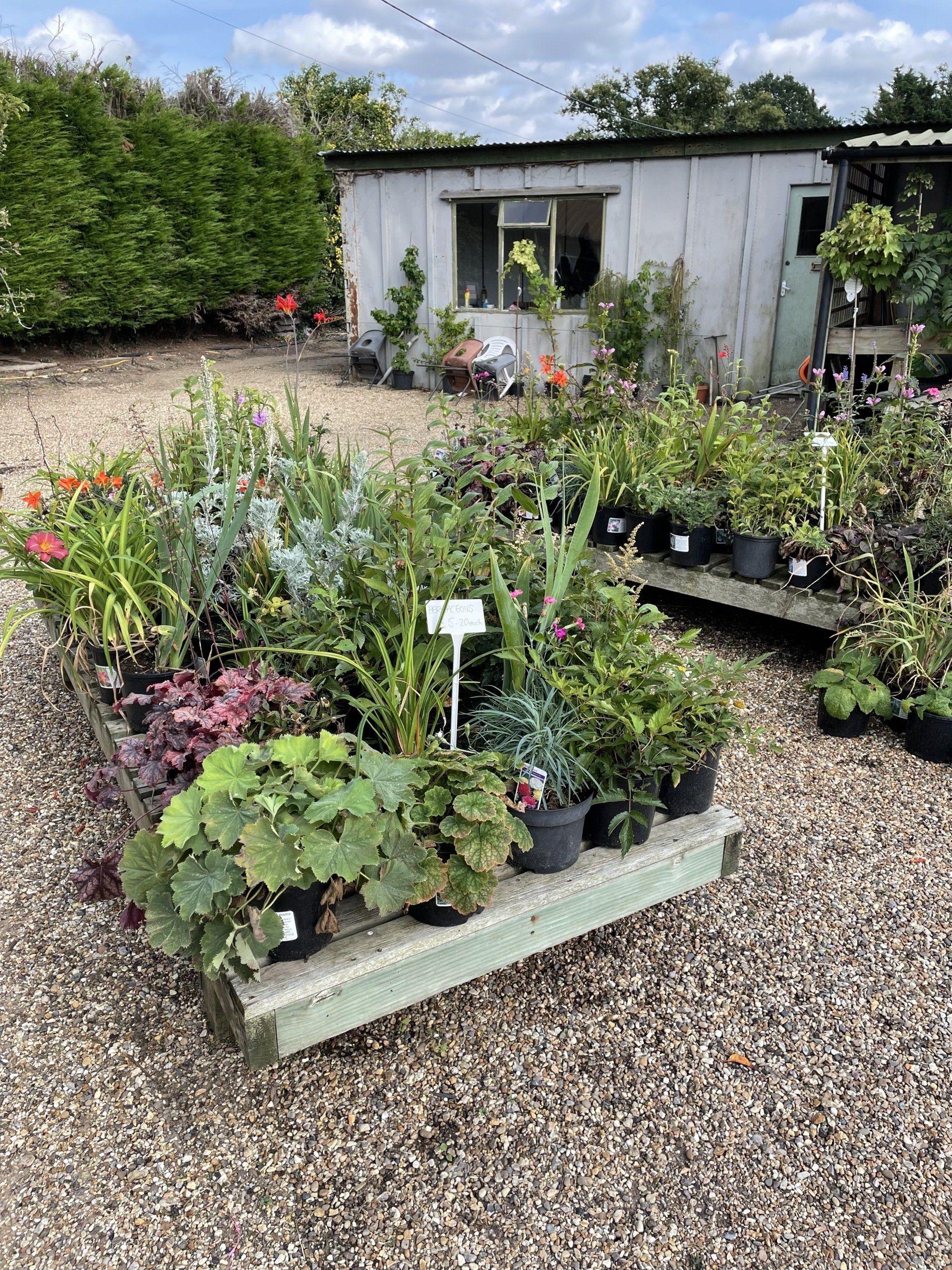 Plants planted in Local Nursery