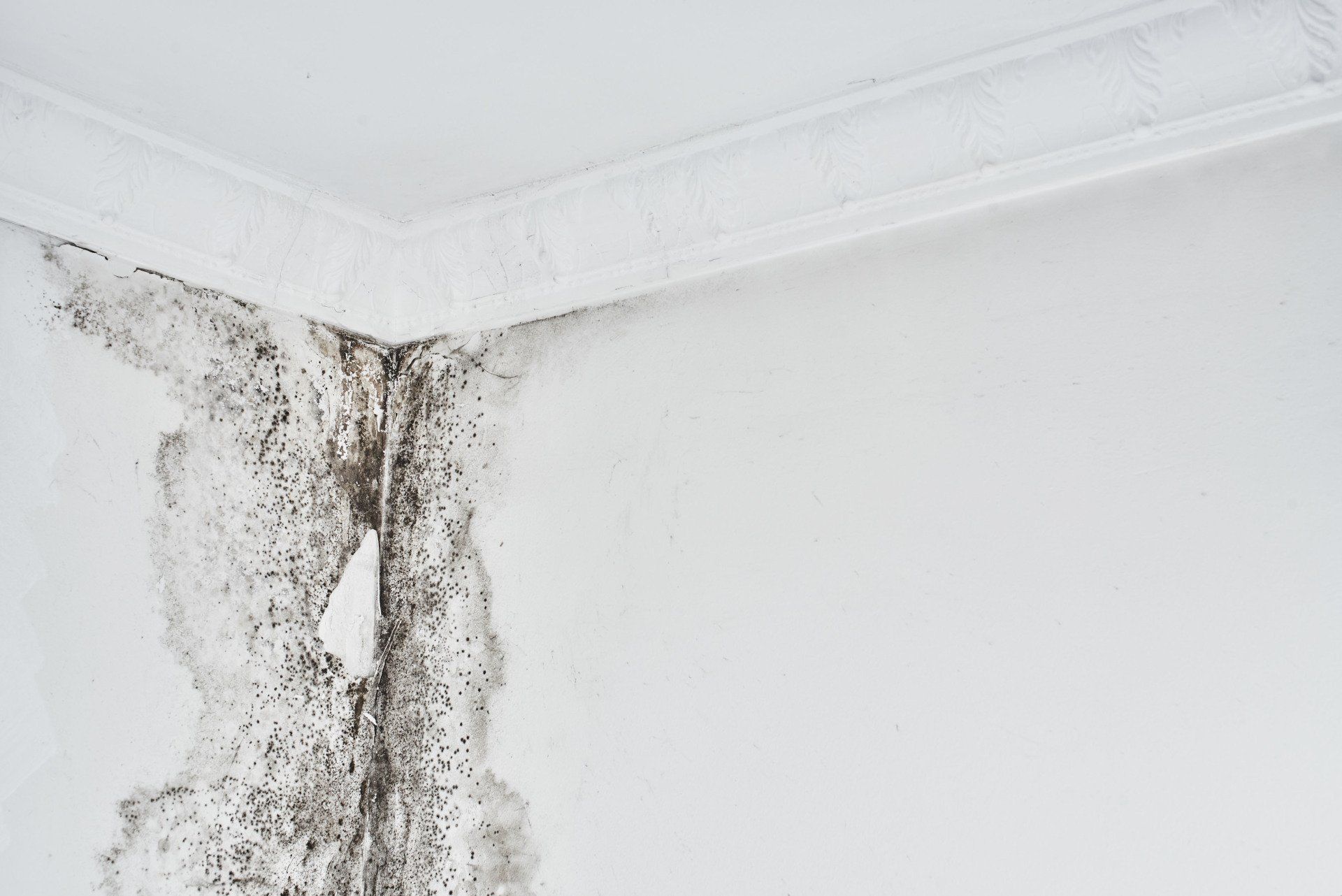 mold remediation business